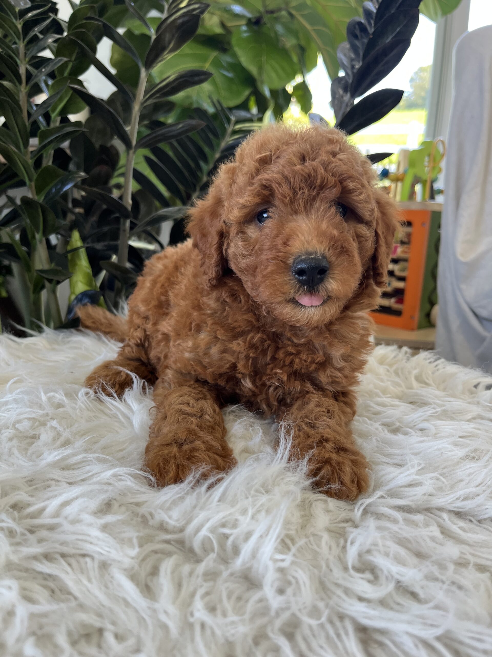 Adalee (F1b mini goldendoodle) - Image 3
