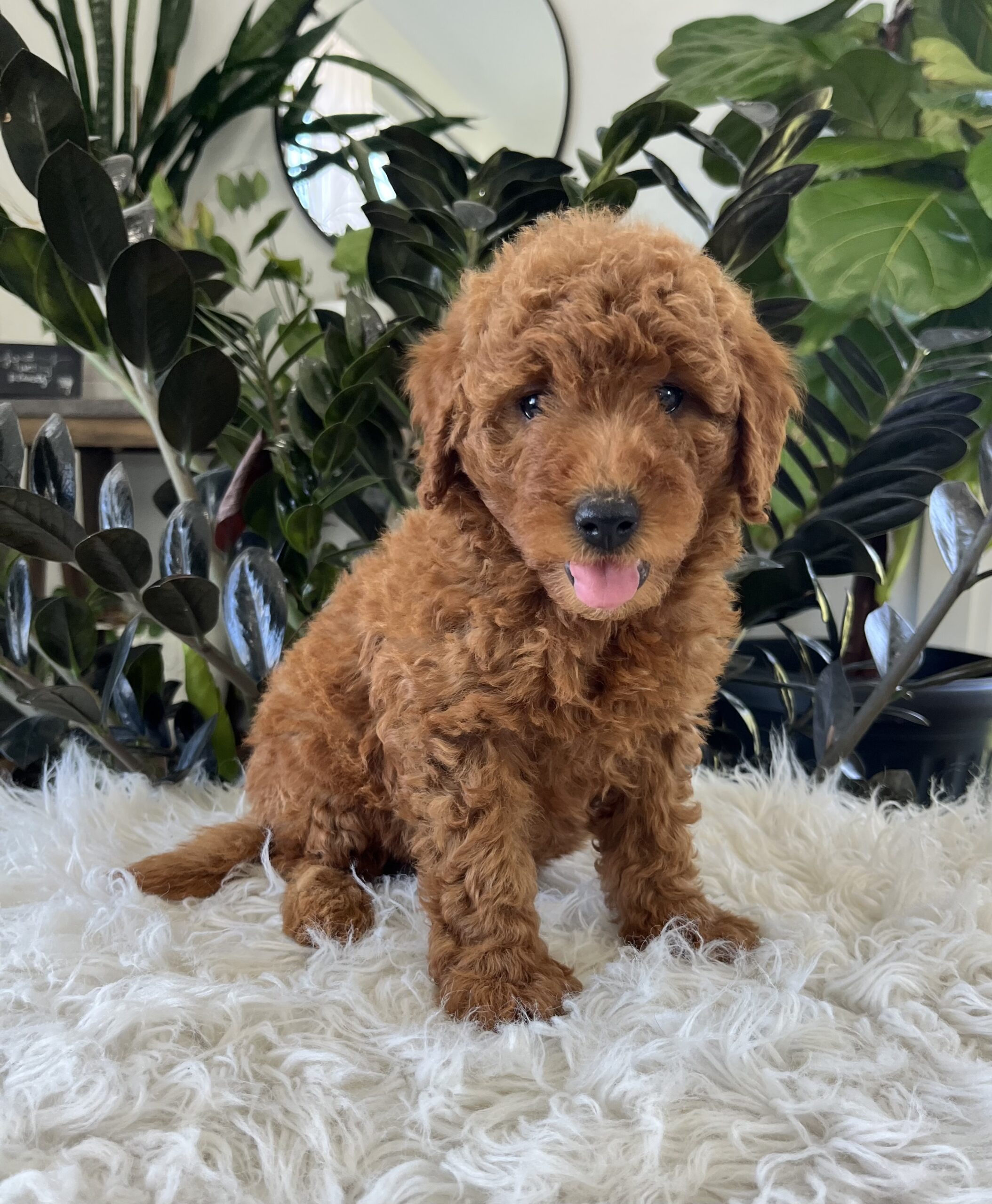 Adalee (F1b mini goldendoodle) - Image 4