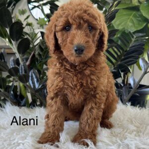 Alani