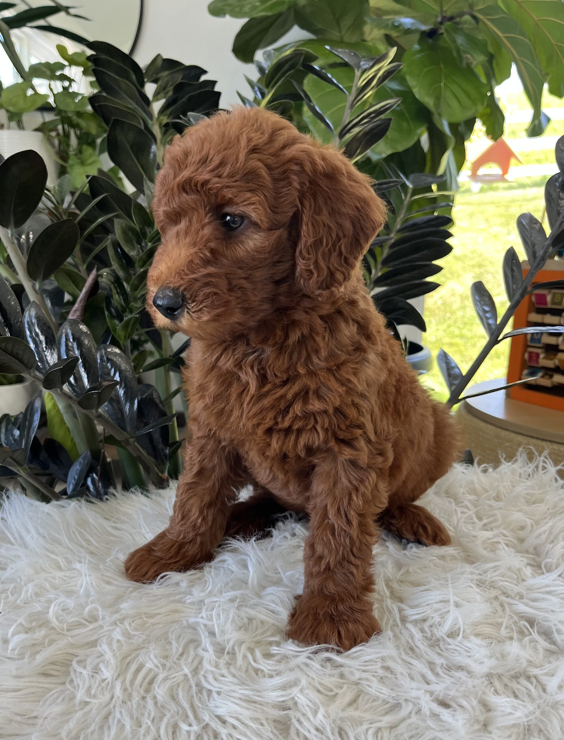 Archie (F1b mini goldendoodle) - Image 3