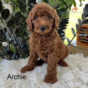 Archie