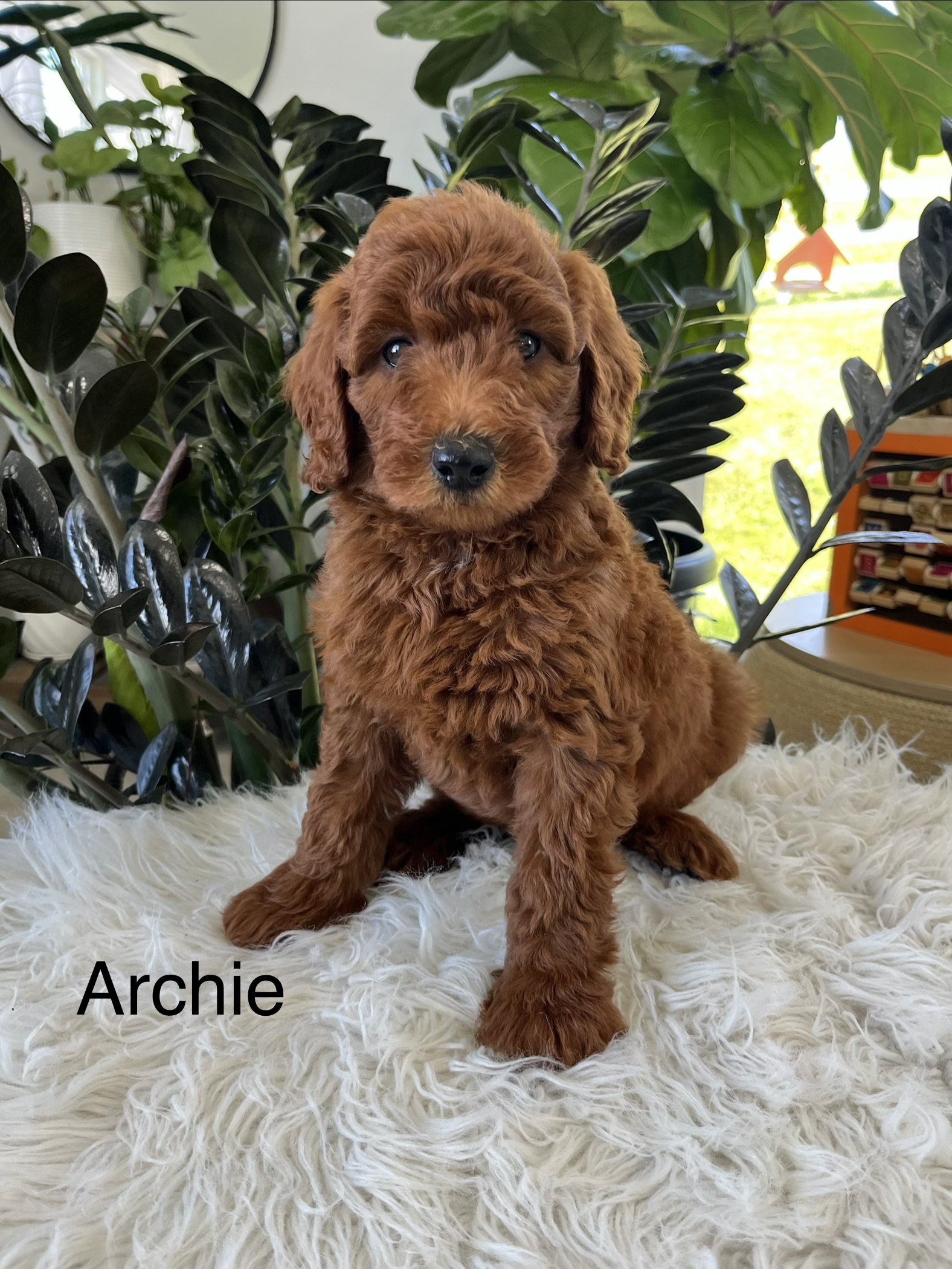 Archie
