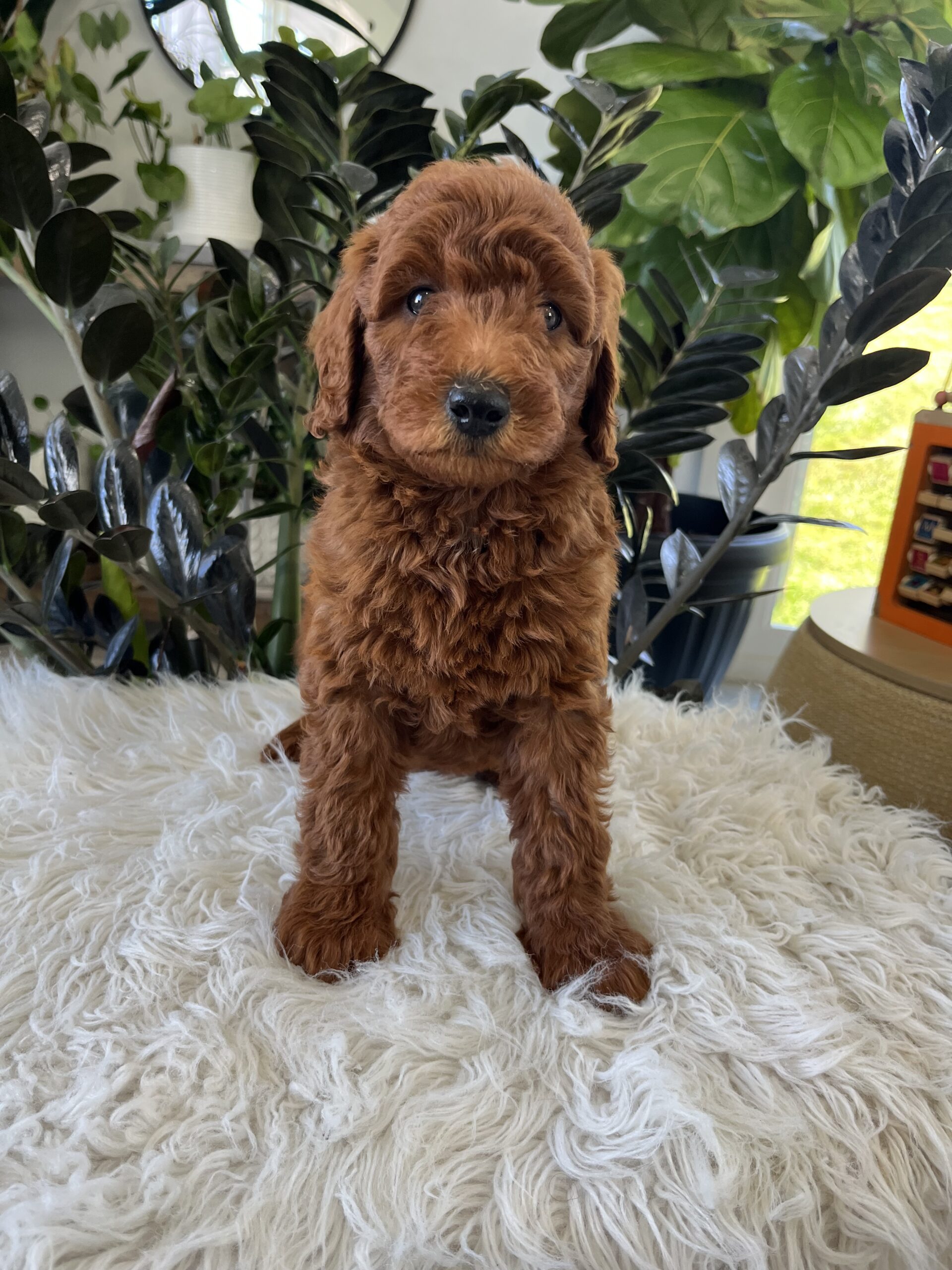 Archie (F1b mini goldendoodle) - Image 4