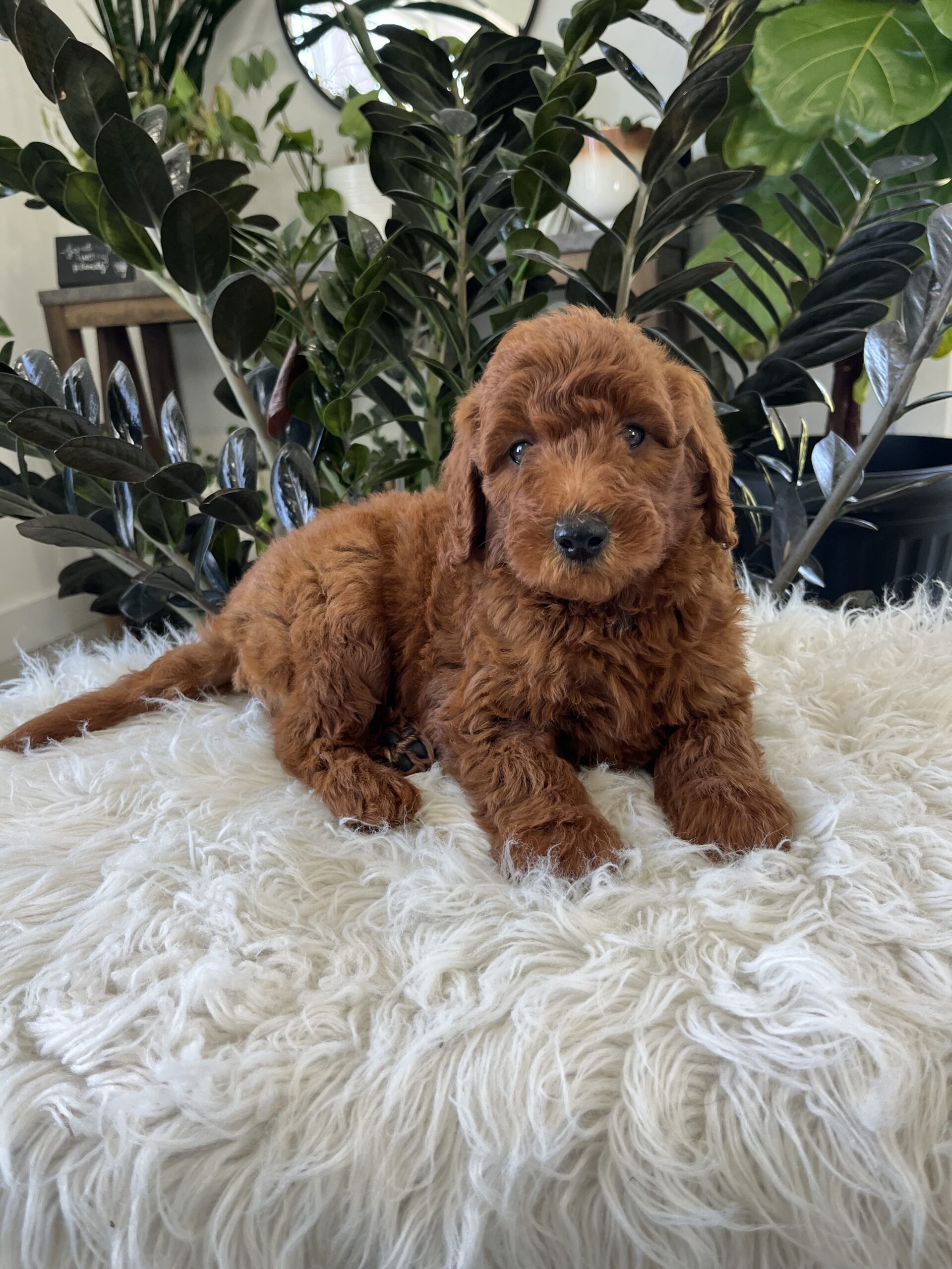 Archie (F1b mini goldendoodle) - Image 5