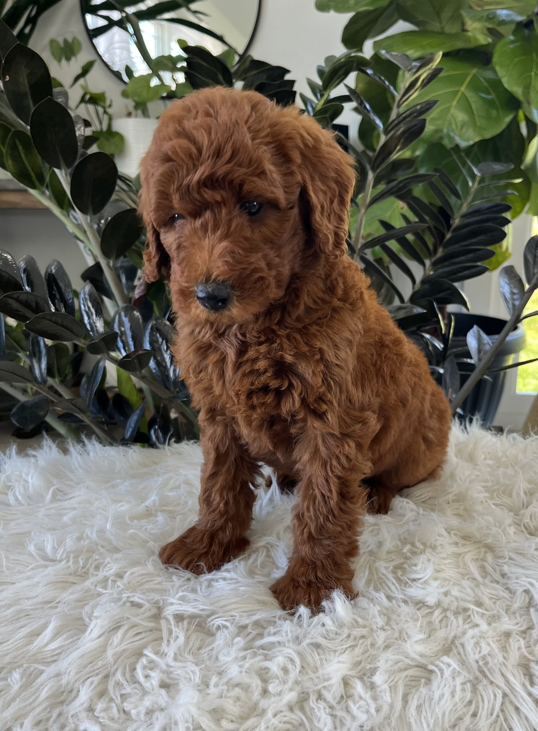Archie (F1b mini goldendoodle) - Image 6