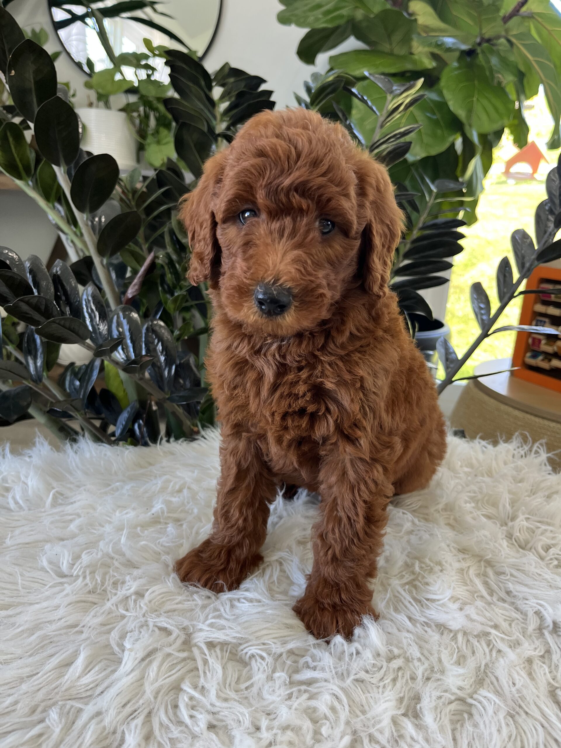 Archie (F1b mini goldendoodle) - Image 2