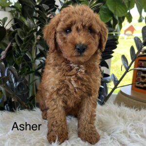 Asher