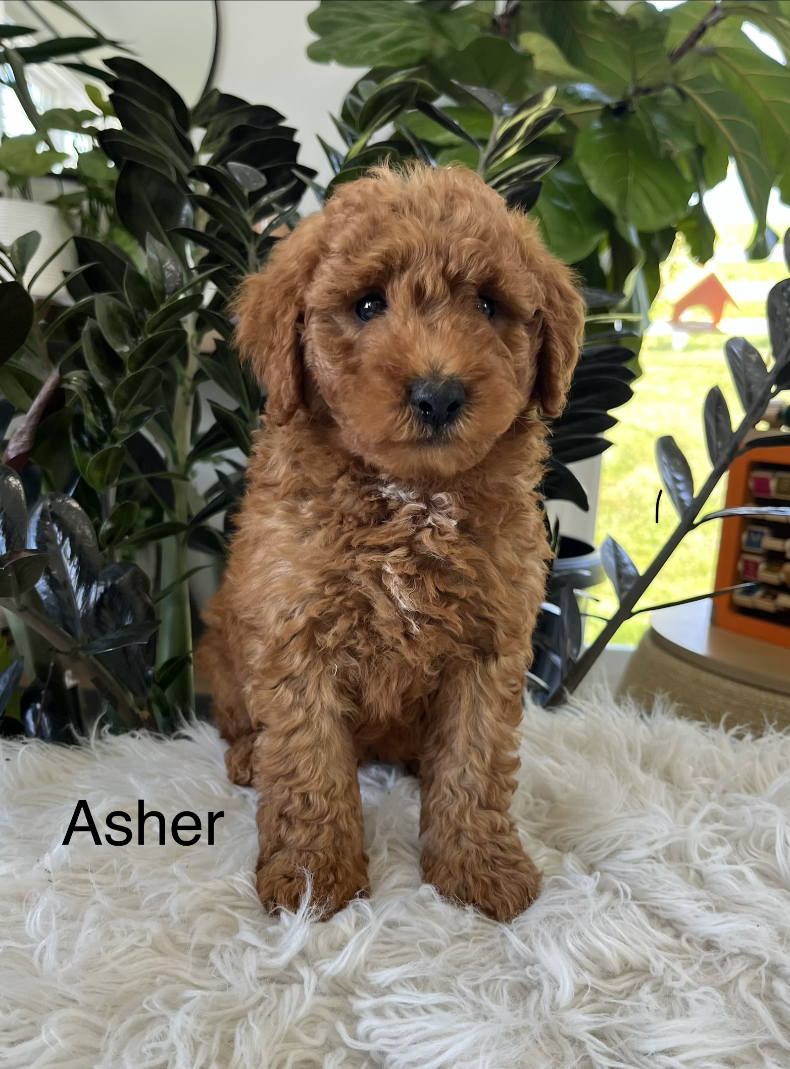 Asher