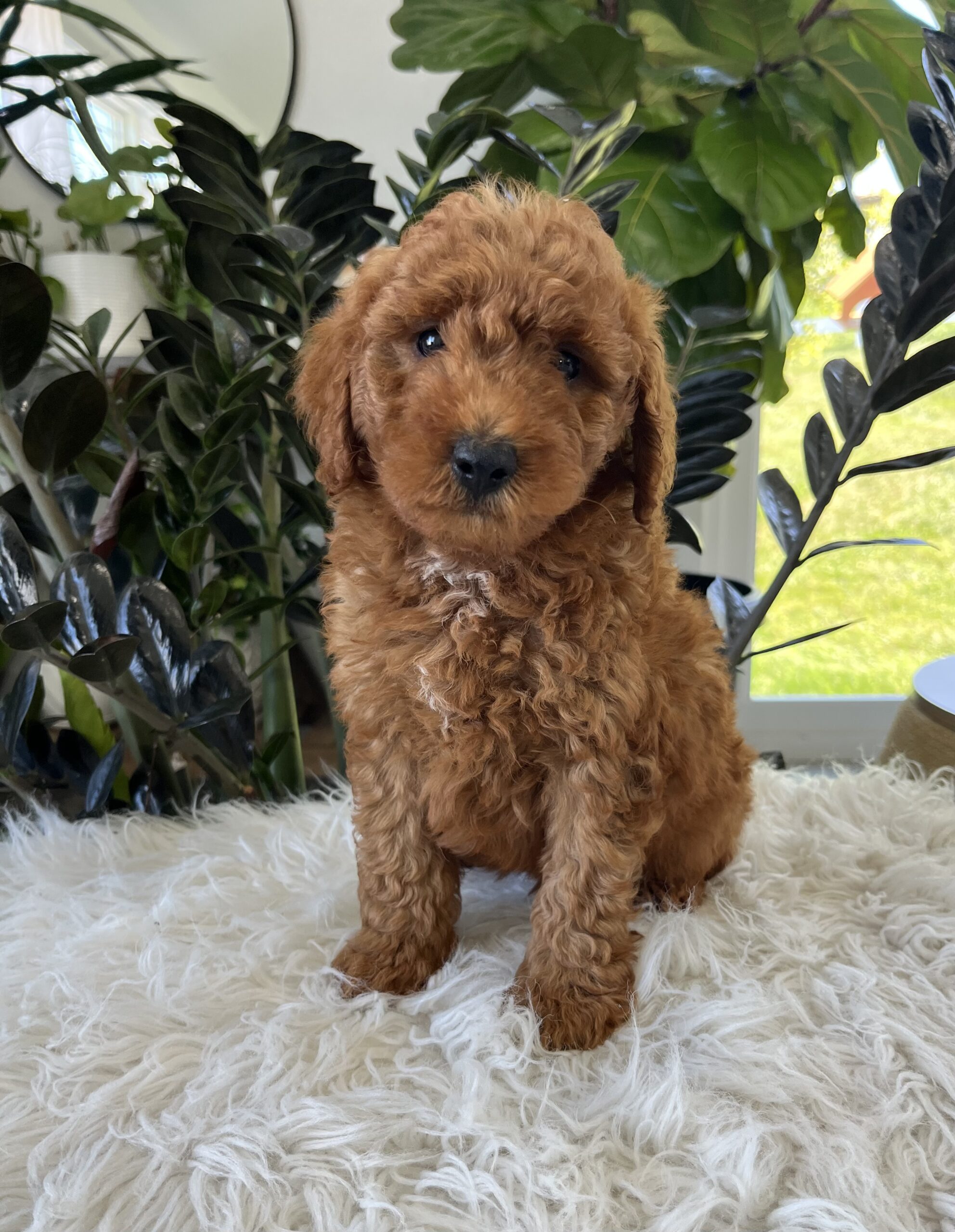 Asher (F1b mini goldendoodle) - Image 4