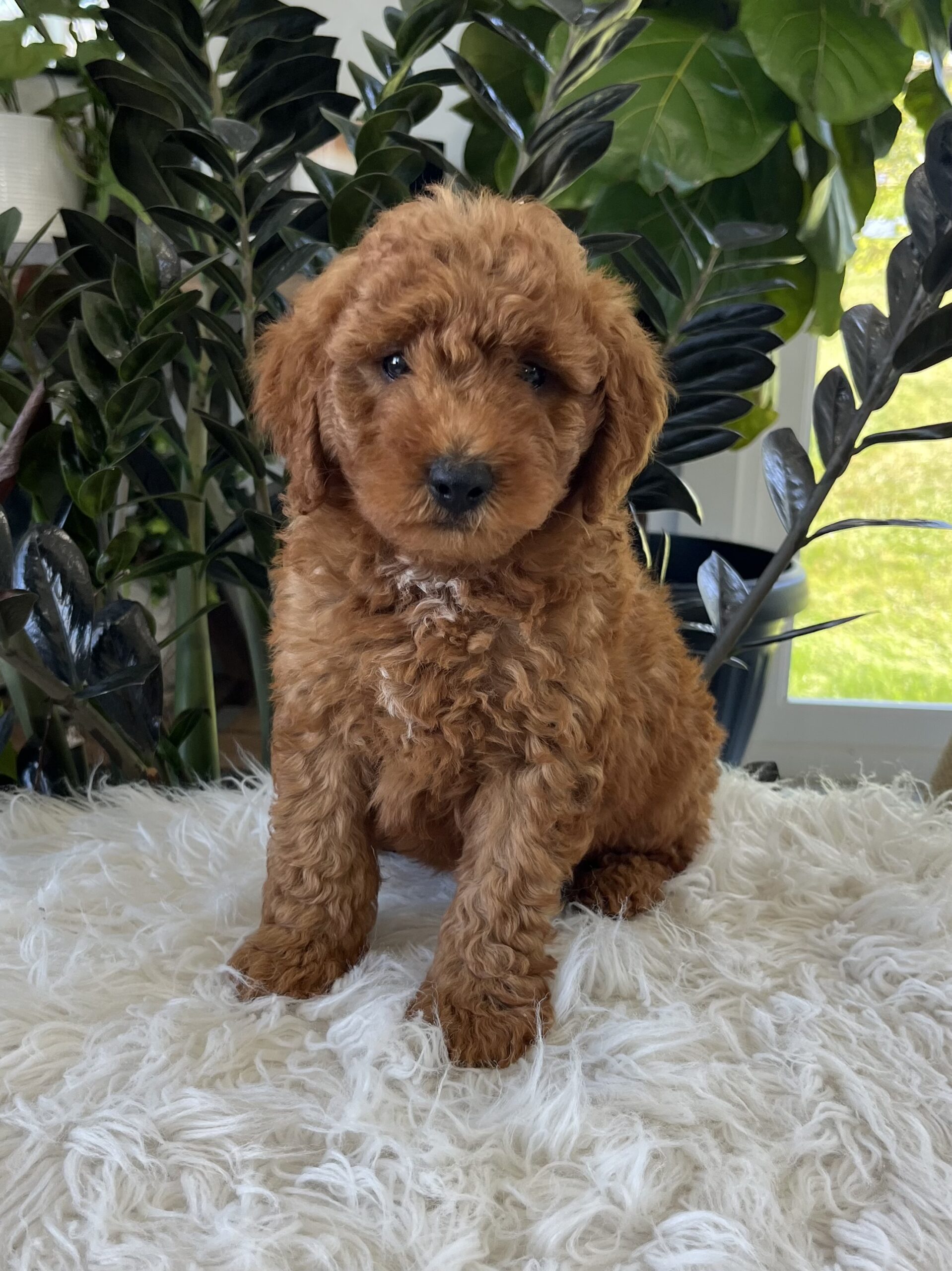 Asher (F1b mini goldendoodle) - Image 2