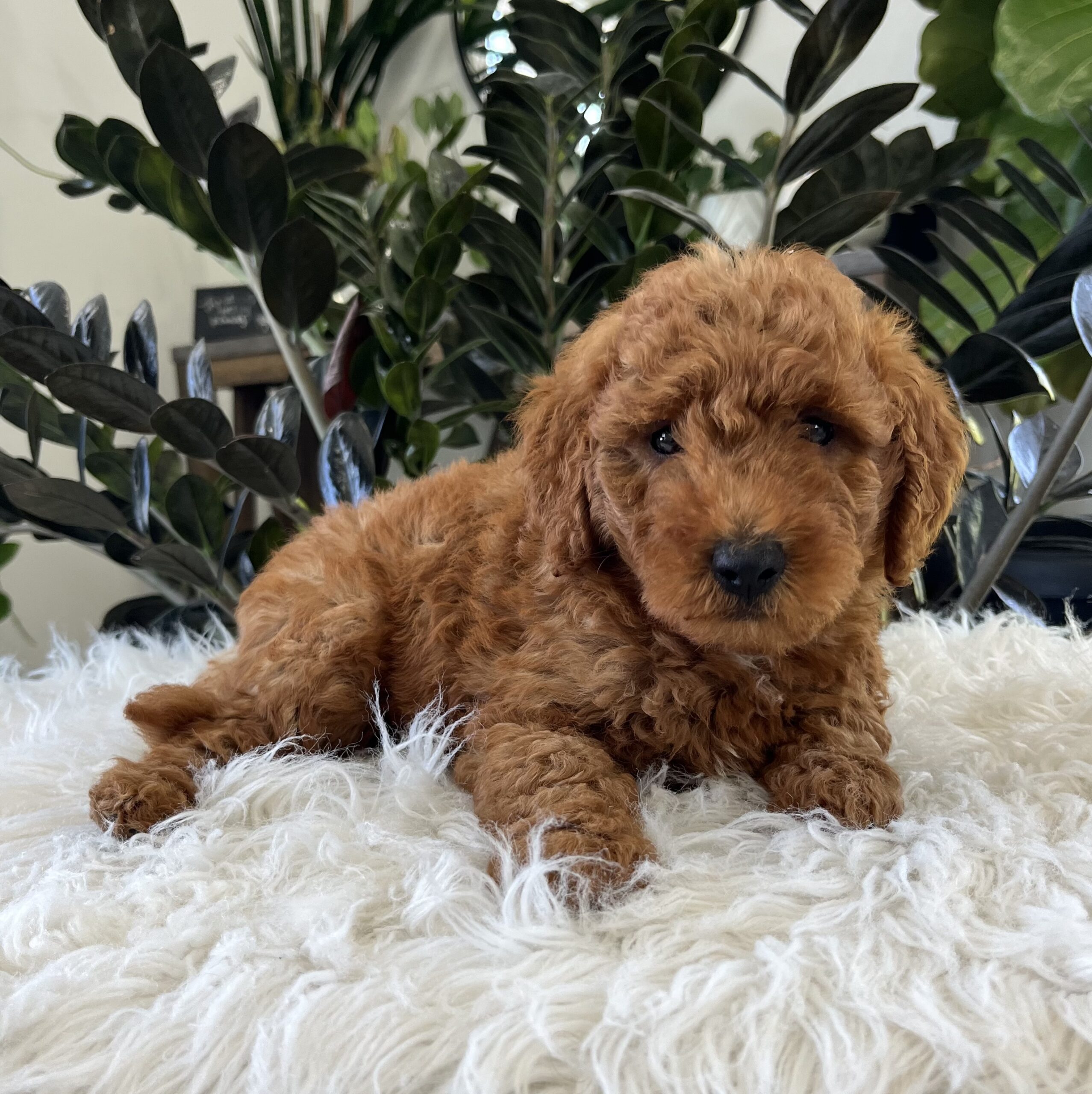 Asher (F1b mini goldendoodle) - Image 5