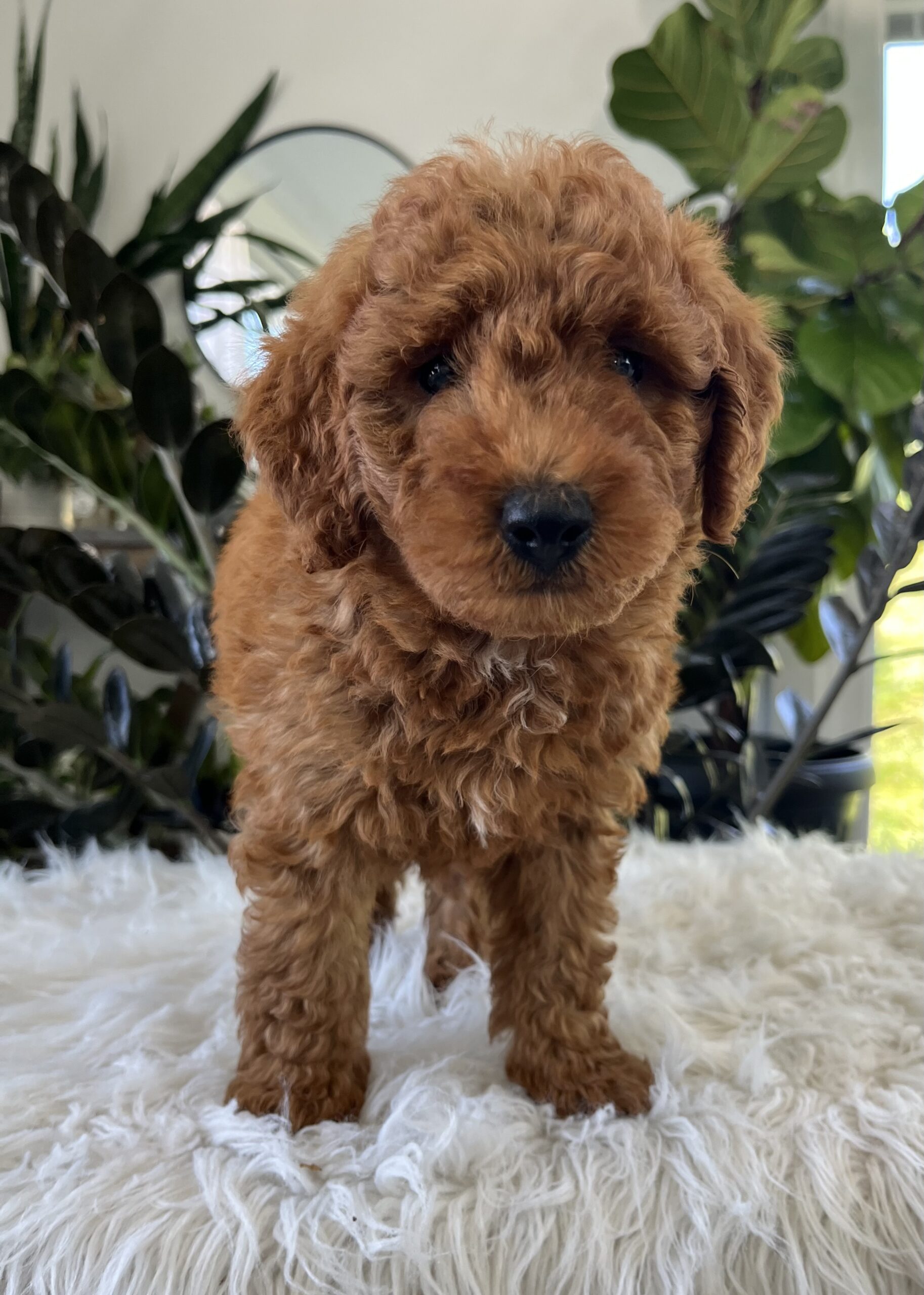 Asher (F1b mini goldendoodle) - Image 3