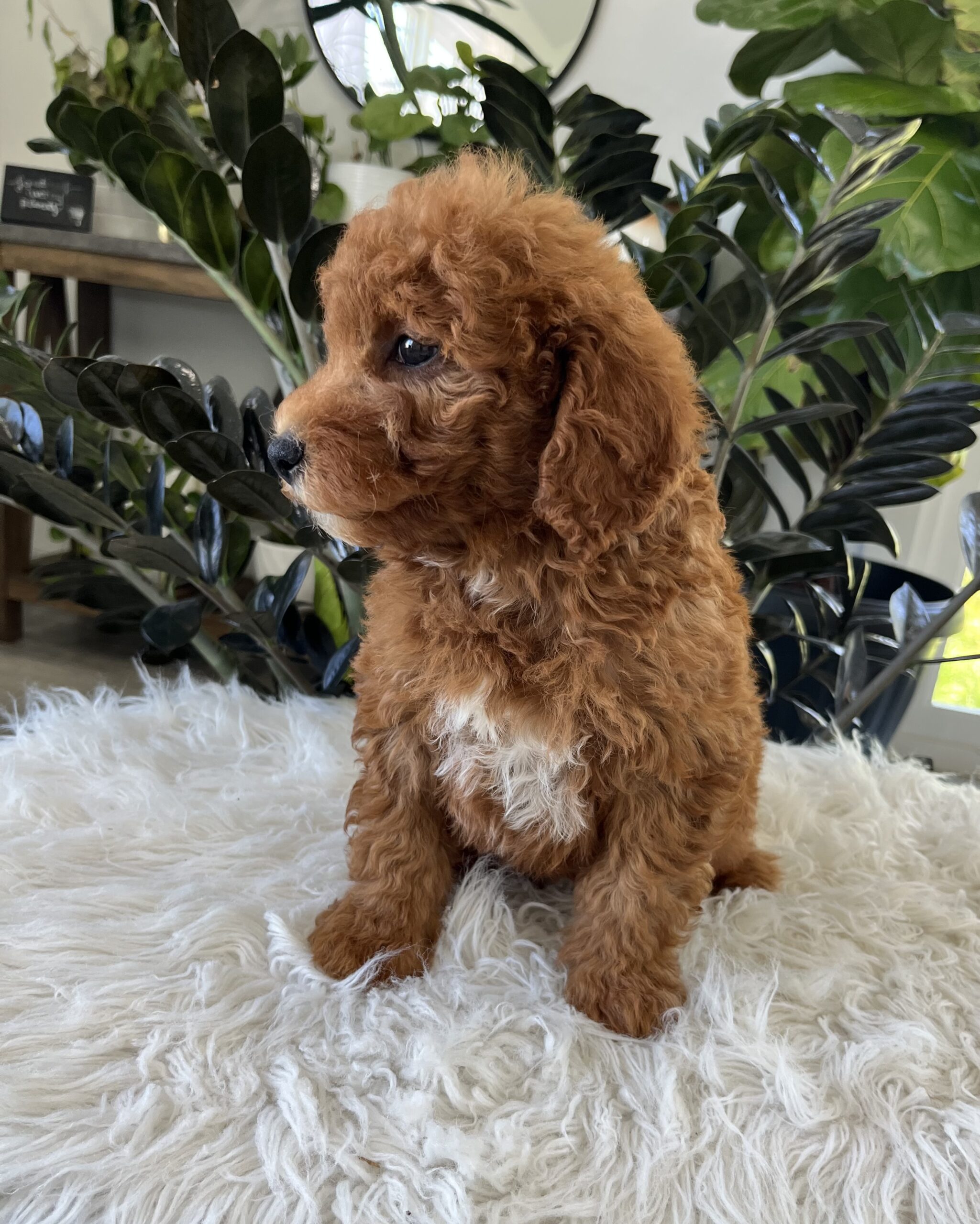 Axel (F1b mini goldendoodle) - Image 3