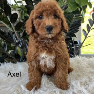Axel
