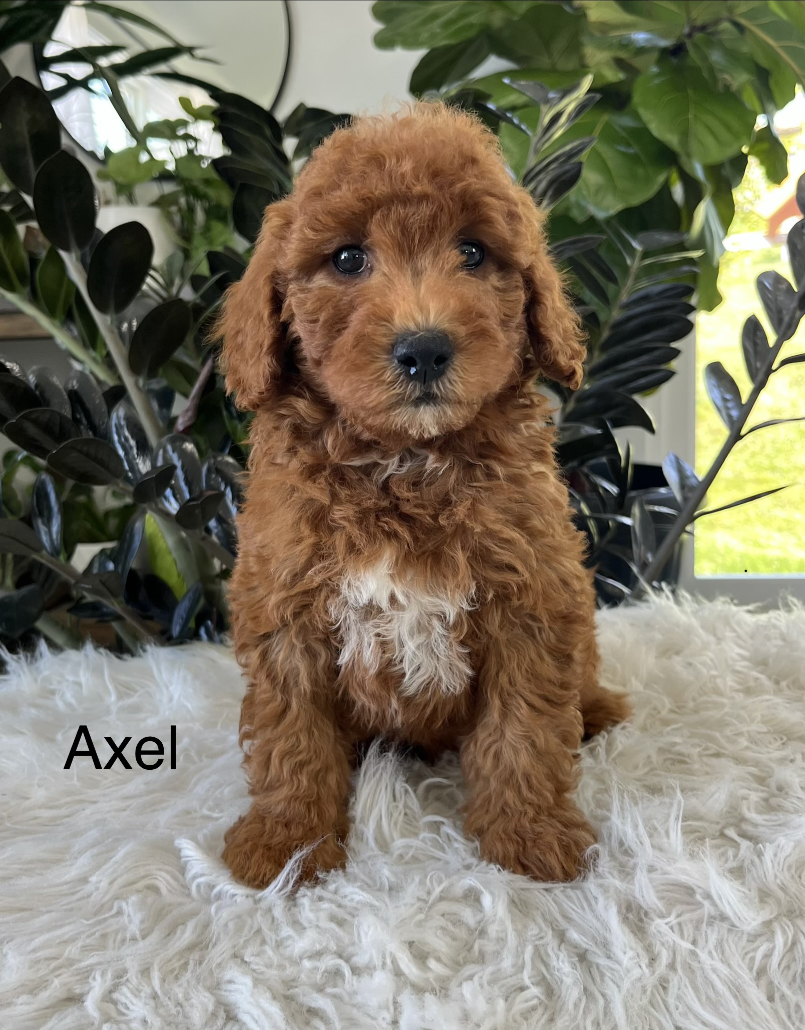 Axel