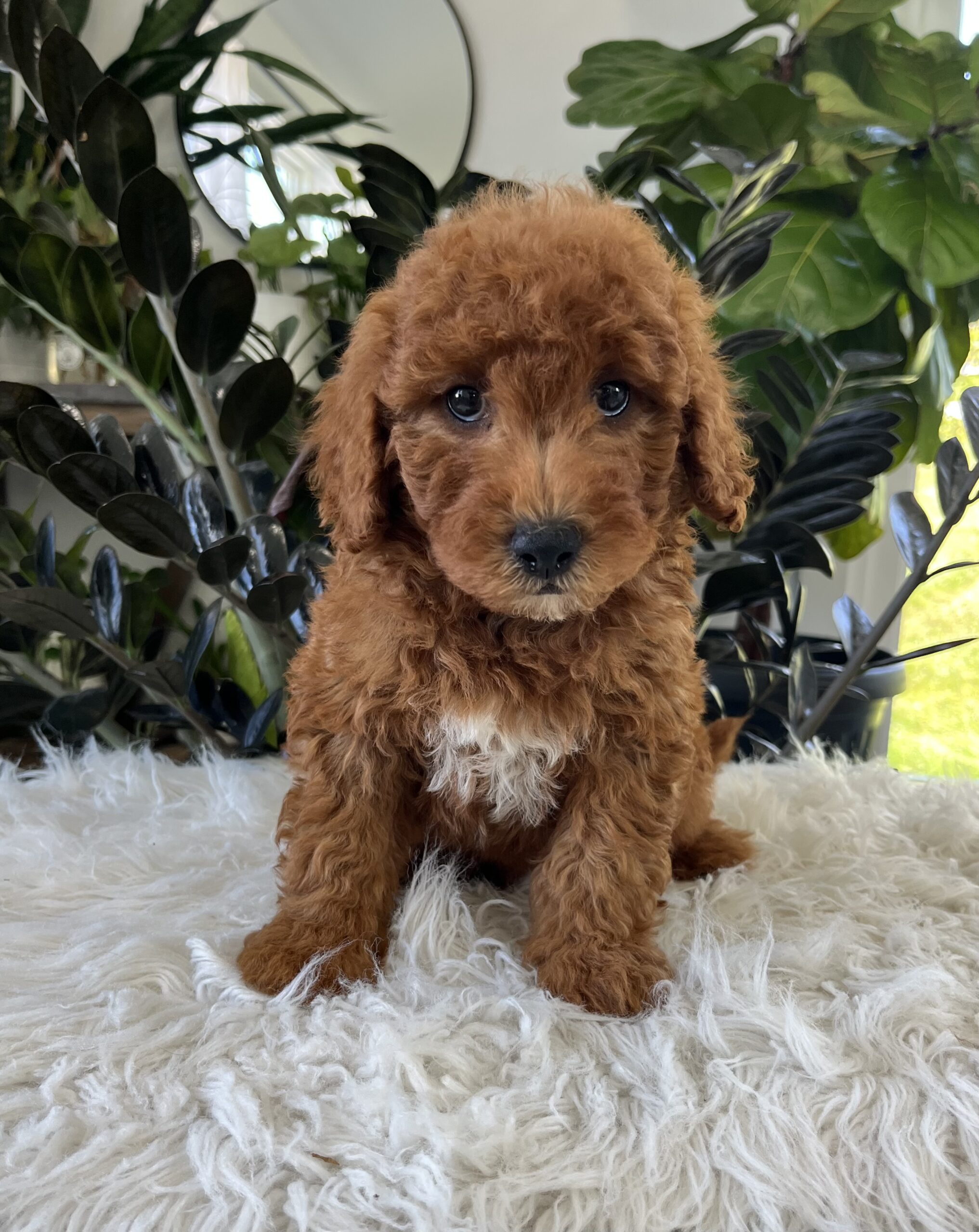 Axel (F1b mini goldendoodle) - Image 4