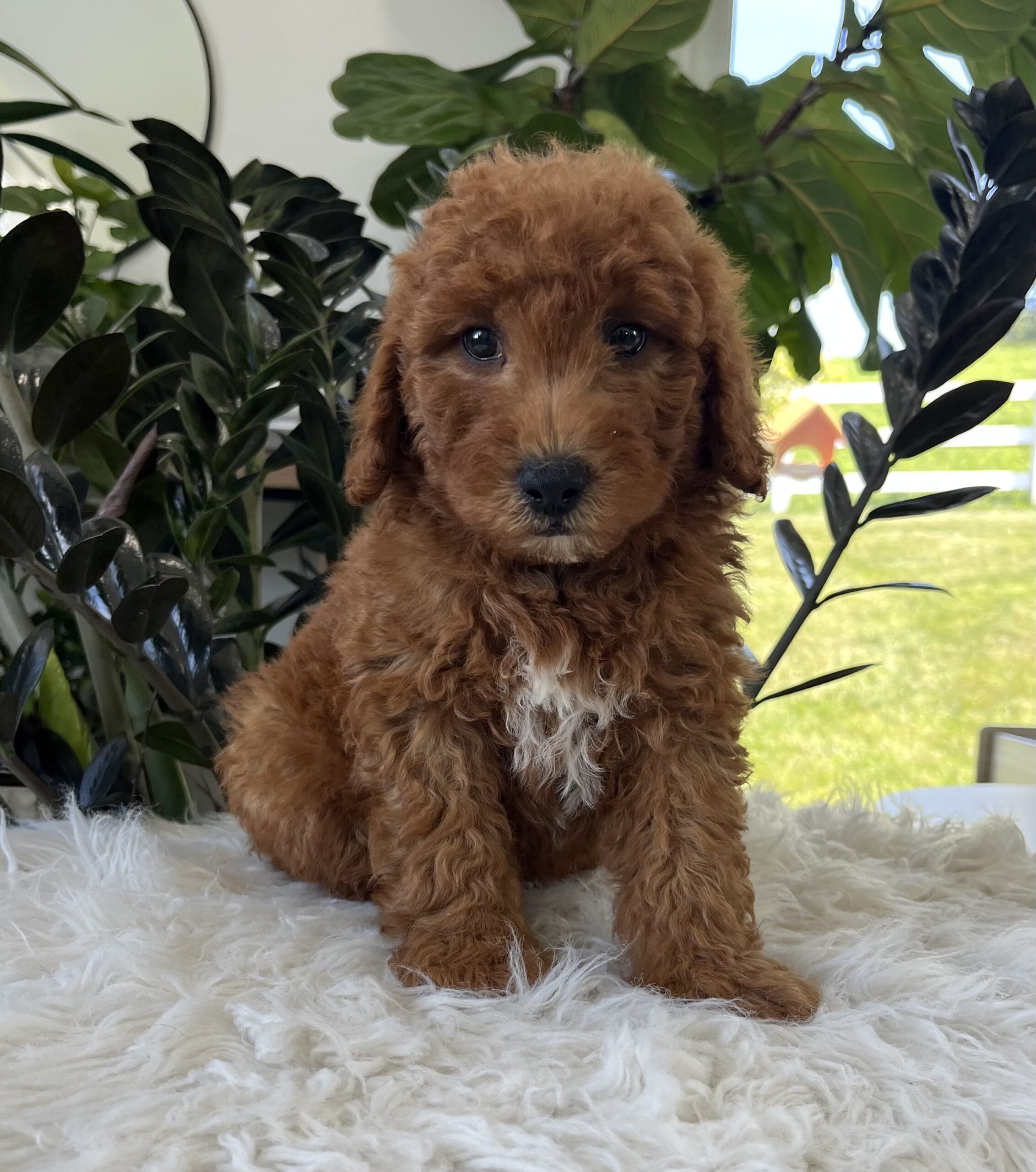 Axel (F1b mini goldendoodle) - Image 5
