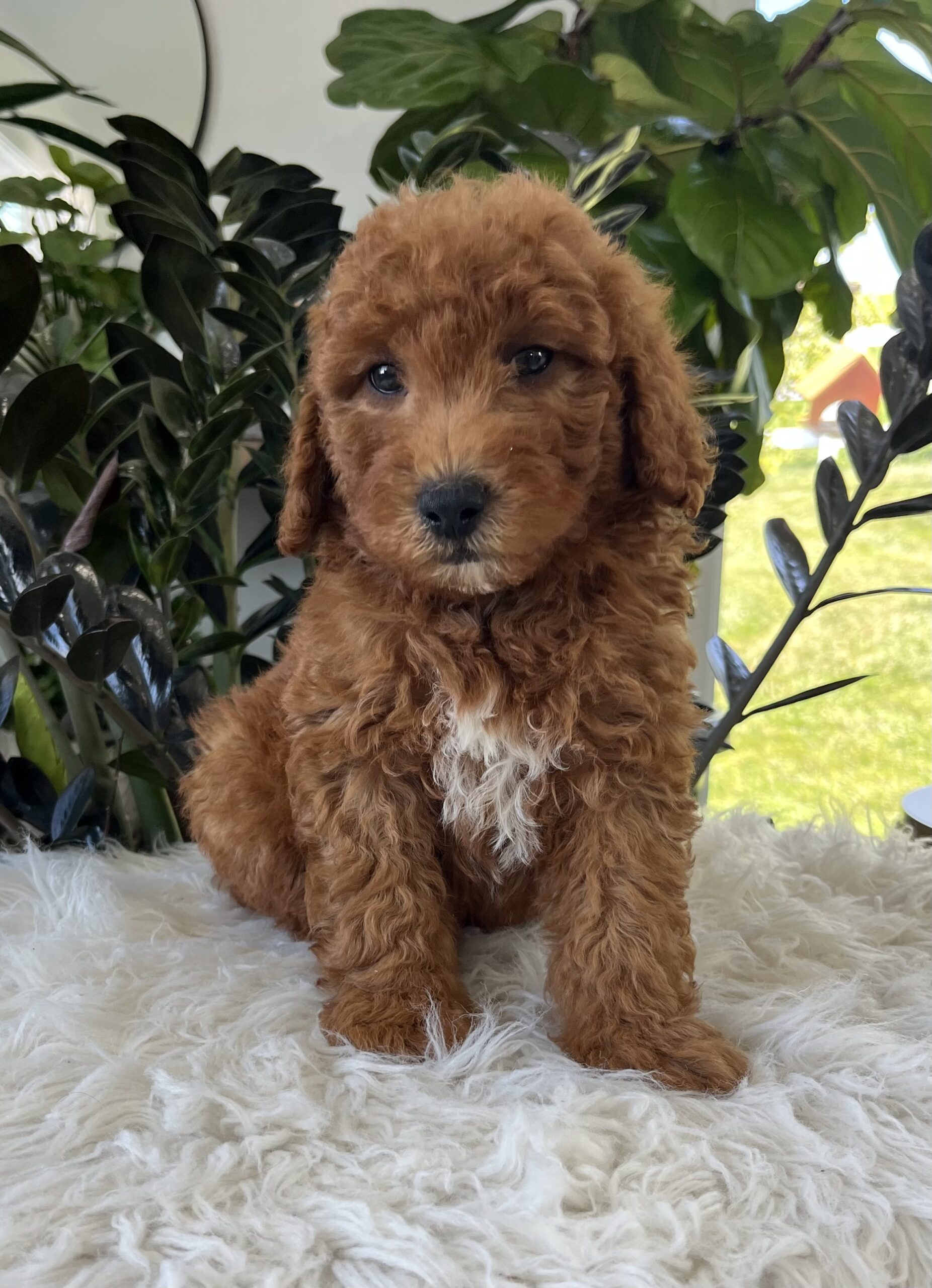 Axel (F1b mini goldendoodle) - Image 2