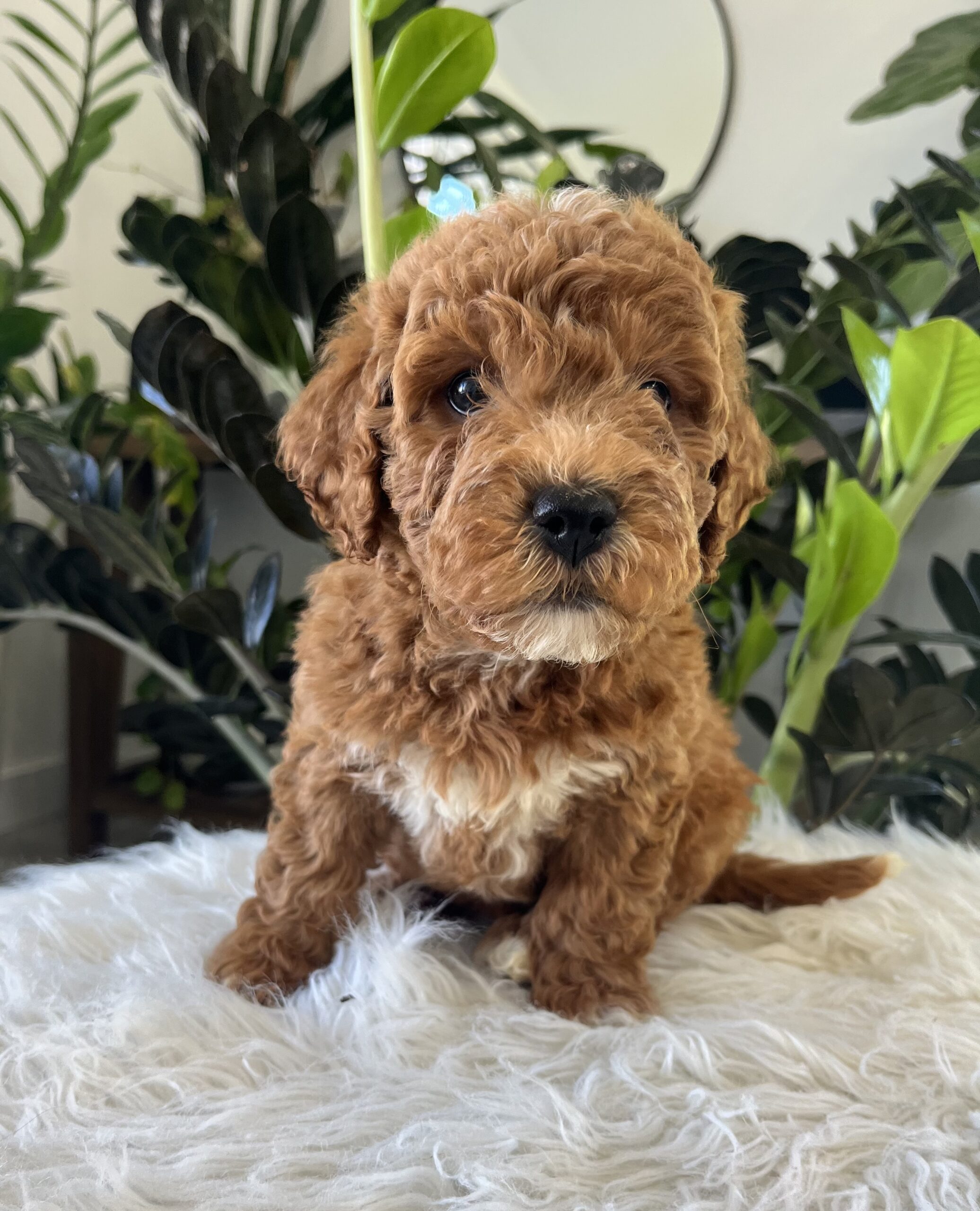 Gracie (F1b mini goldendoodle) - Image 4