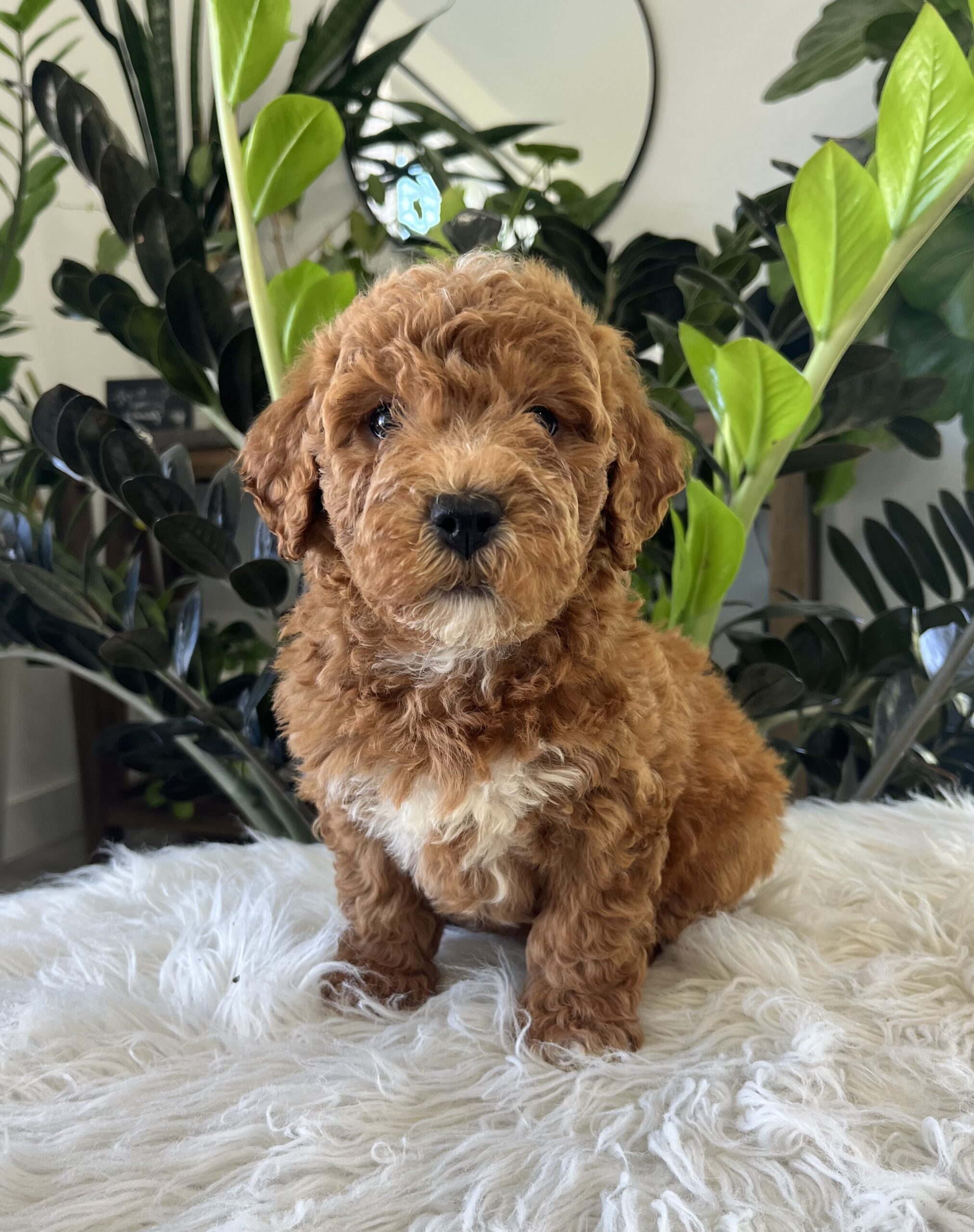 Gracie