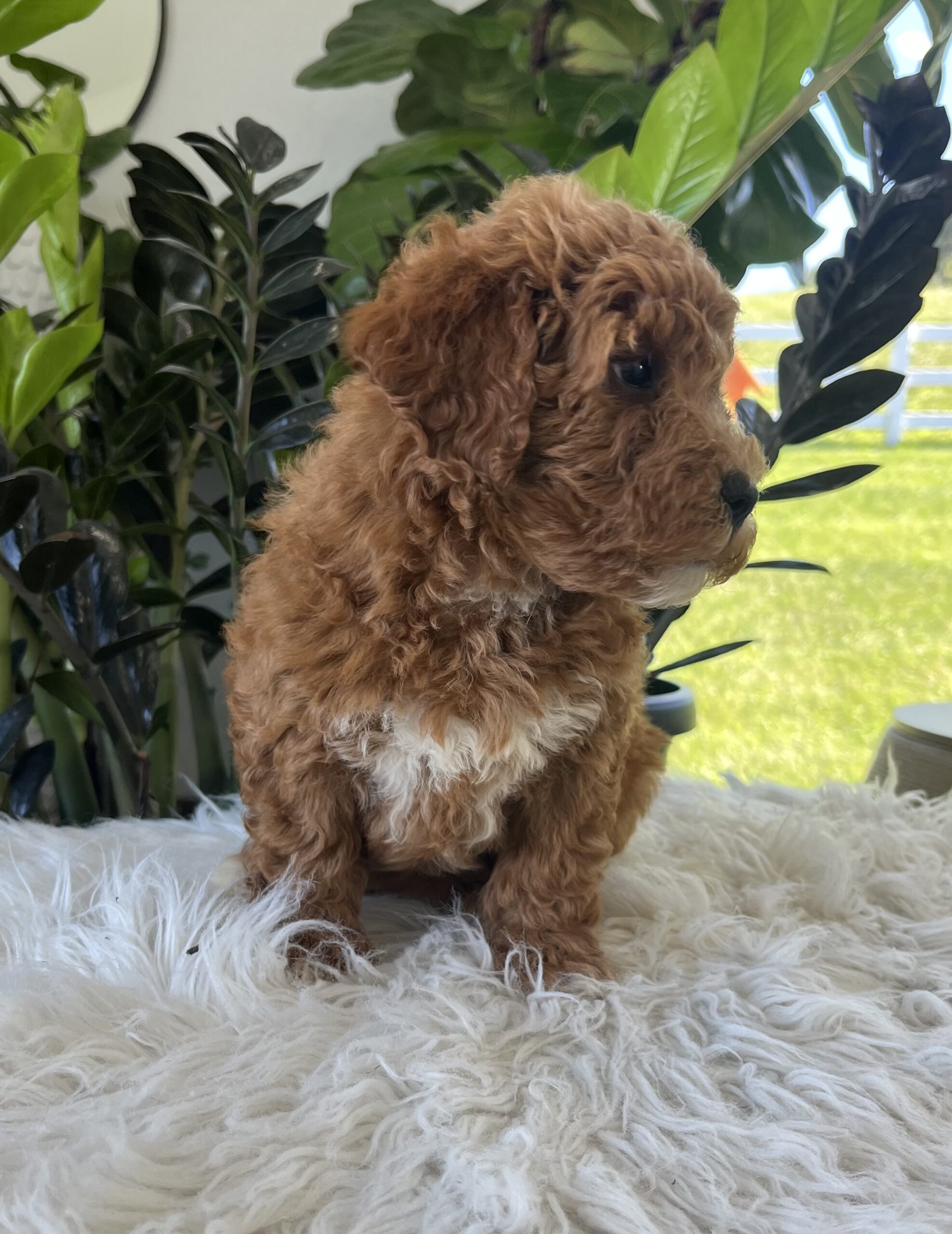 Gracie (F1b mini goldendoodle) - Image 3