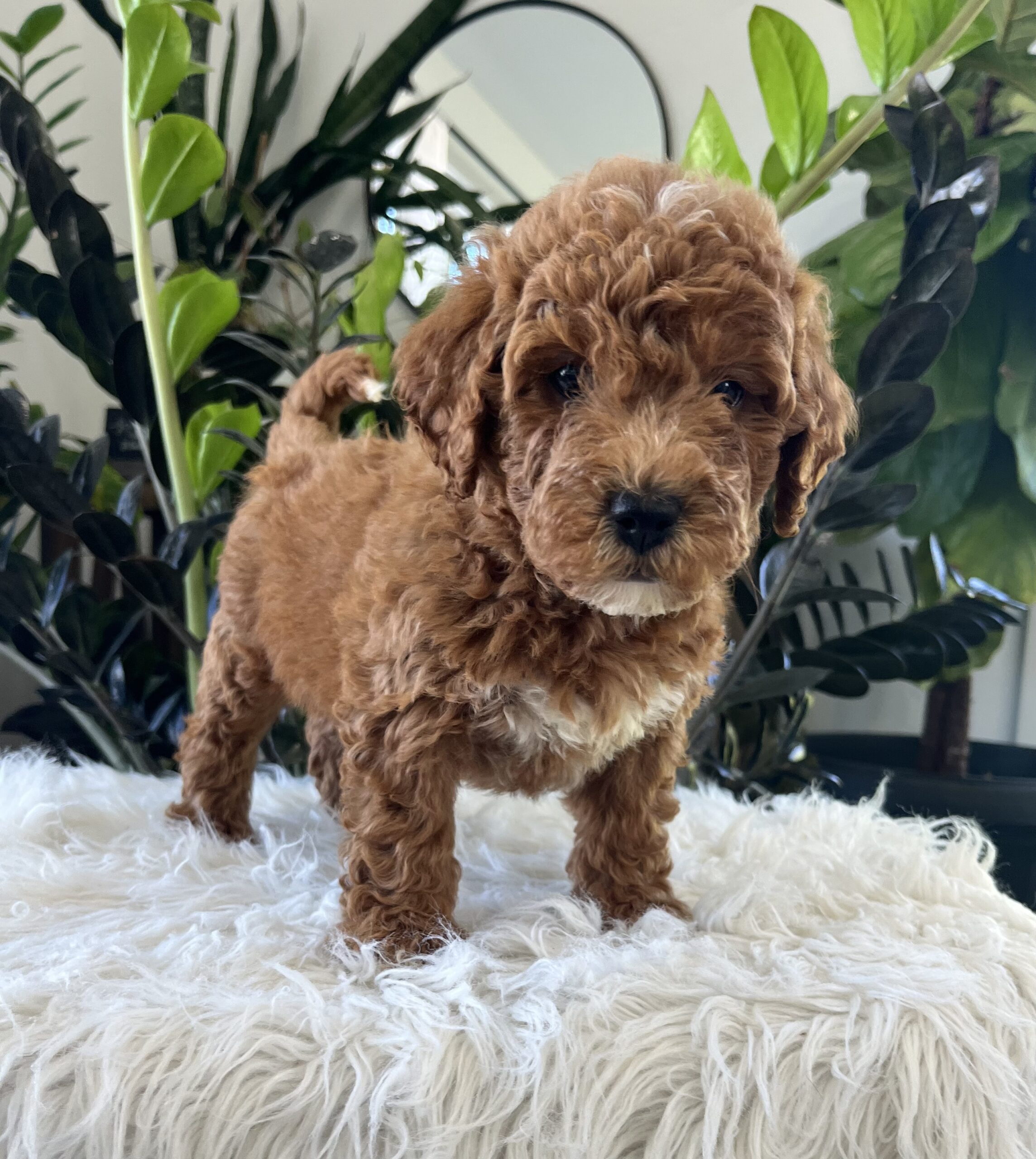 Gracie (F1b mini goldendoodle) - Image 2