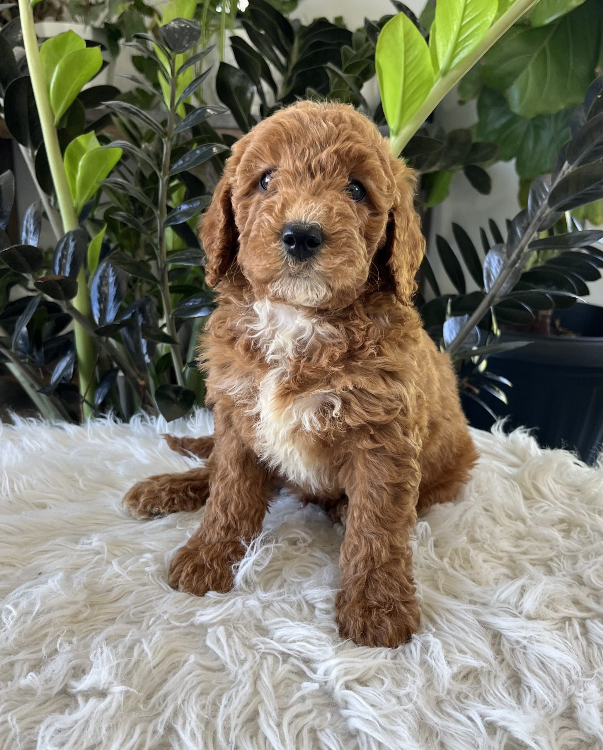 Kenzo (f1b mini-goldendoodle) - Image 5