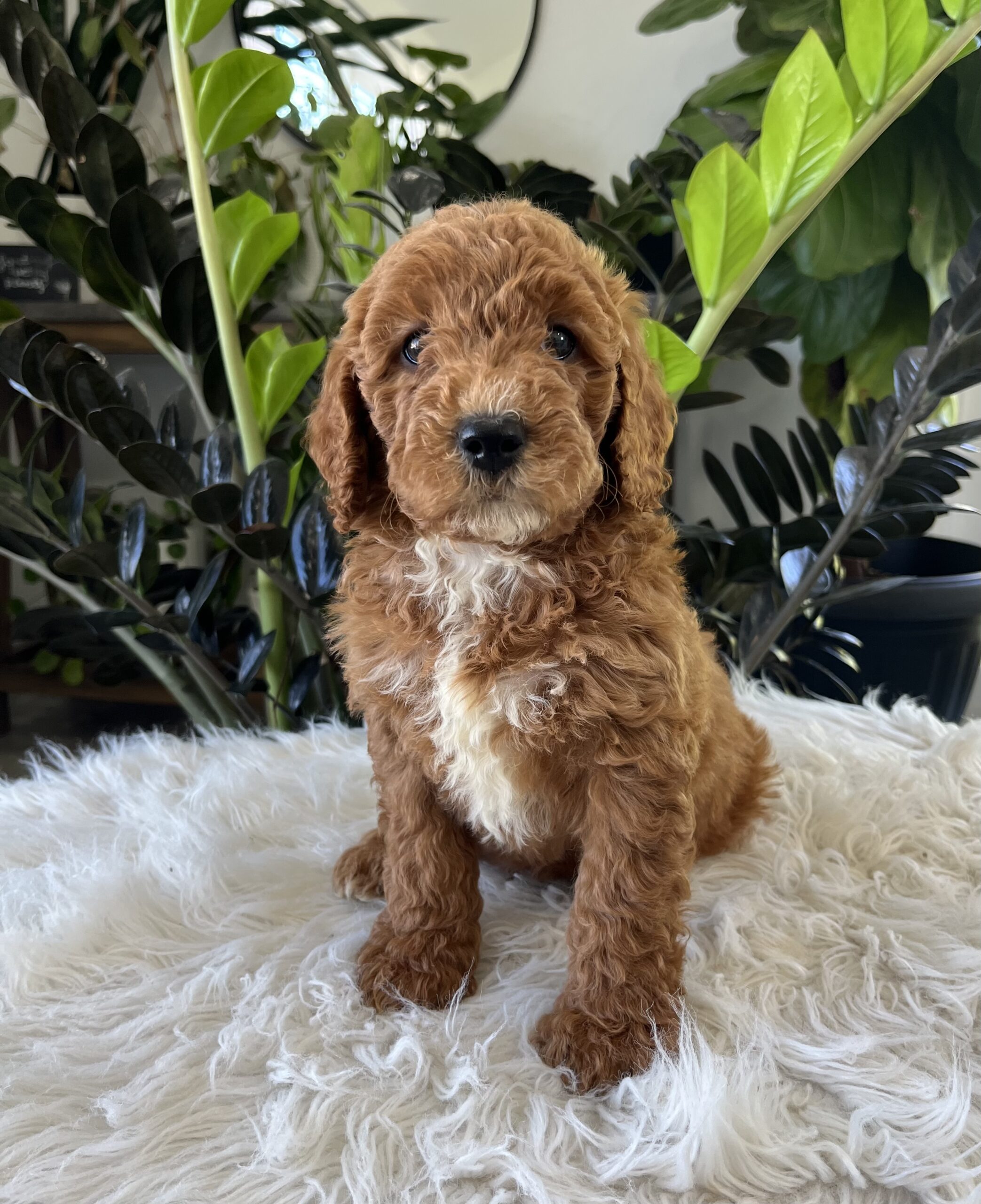 Kenzo (f1b mini-goldendoodle) - Image 3