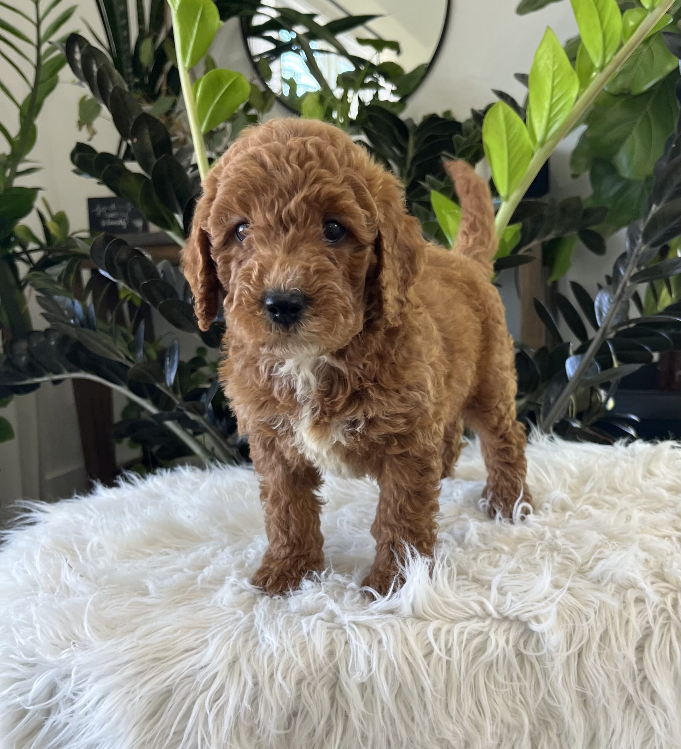 Kenzo (f1b mini-goldendoodle) - Image 2