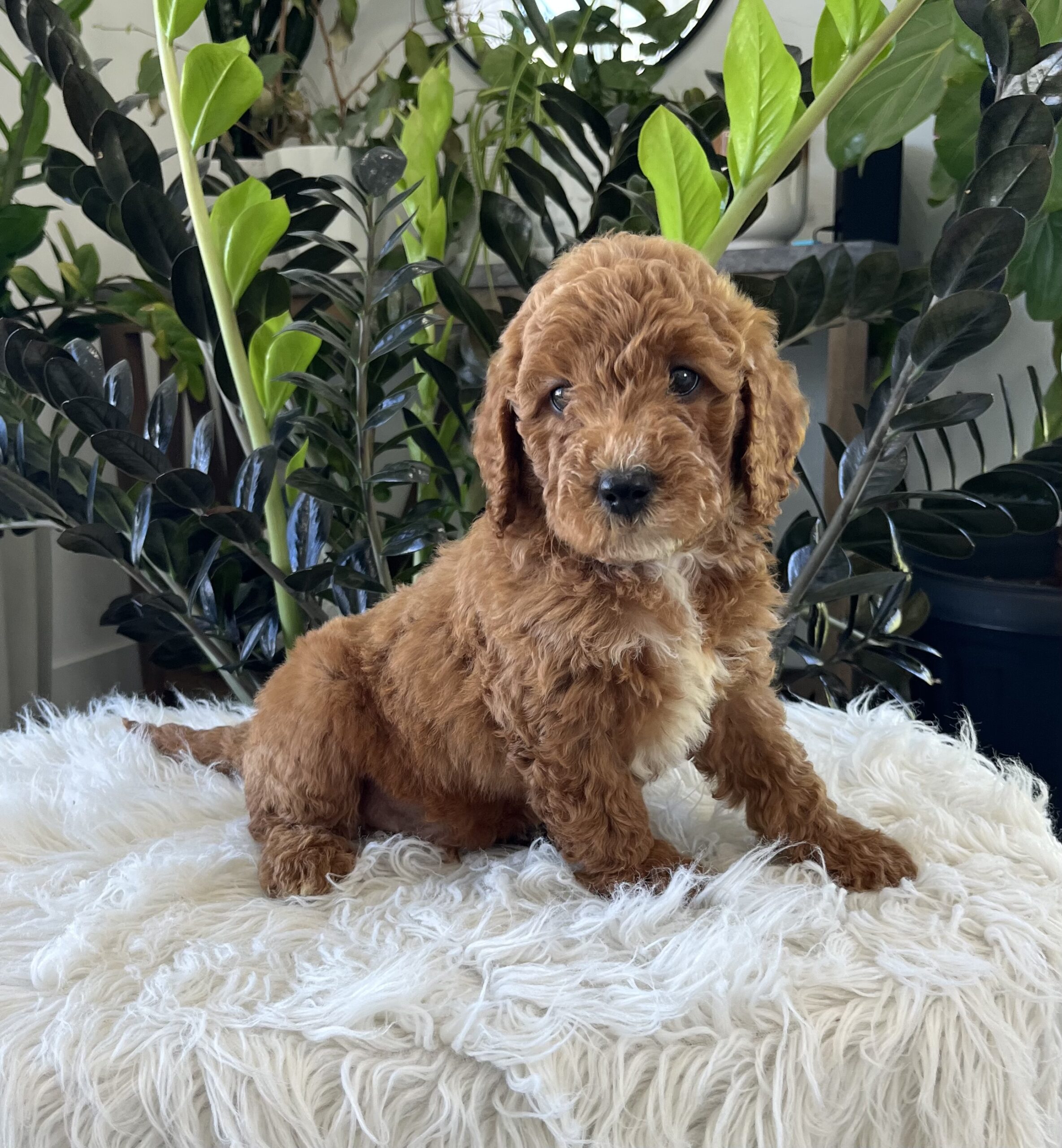 Kenzo (f1b mini-goldendoodle) - Image 4
