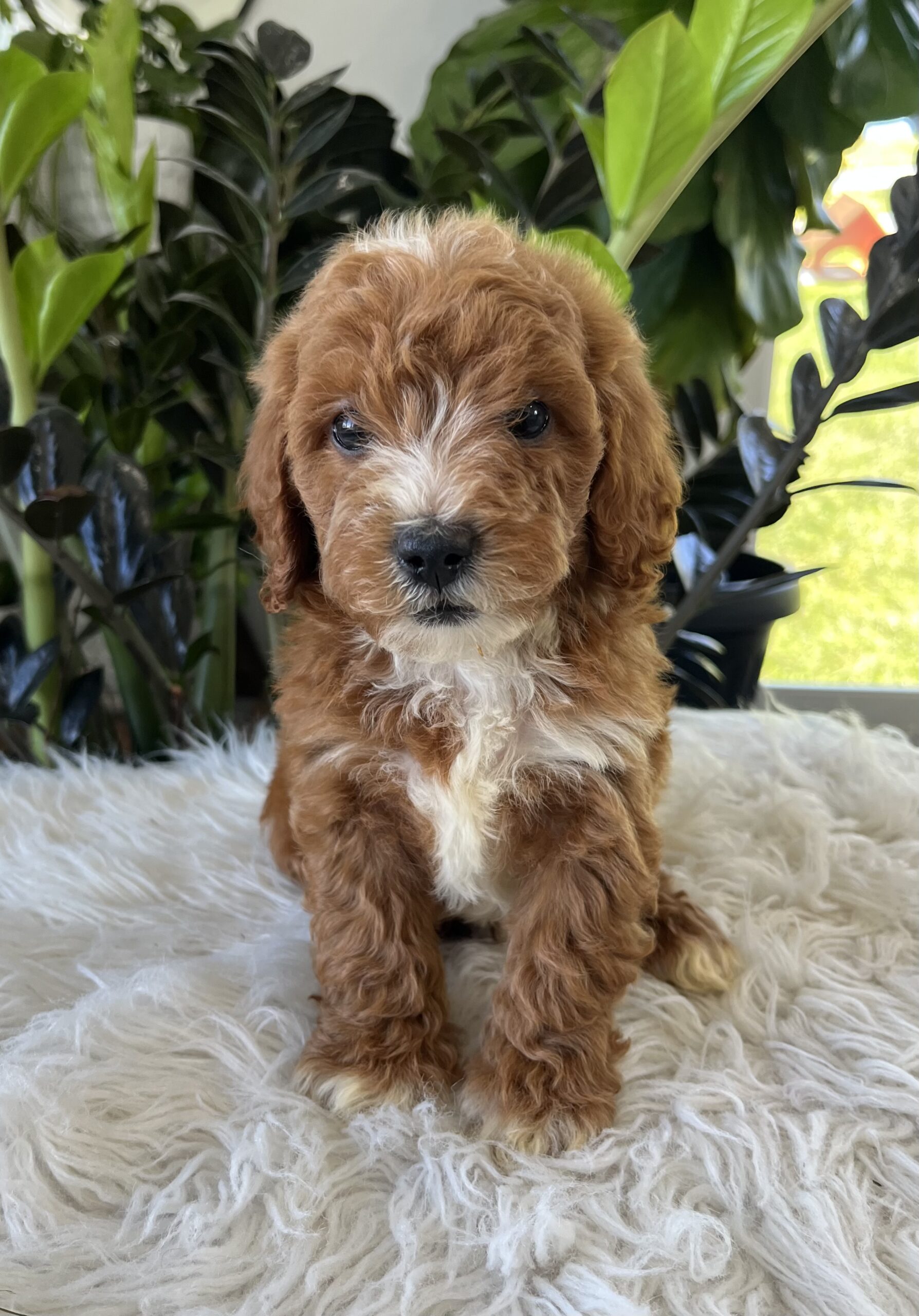 Teddy (f1b mini-goldendoodle) - Image 2