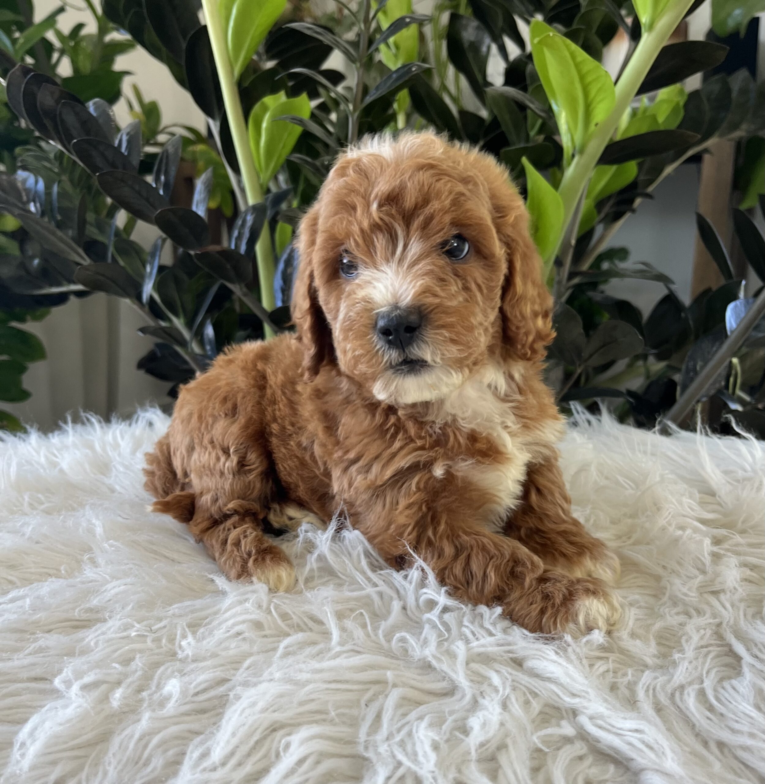 Teddy (f1b mini-goldendoodle) - Image 4