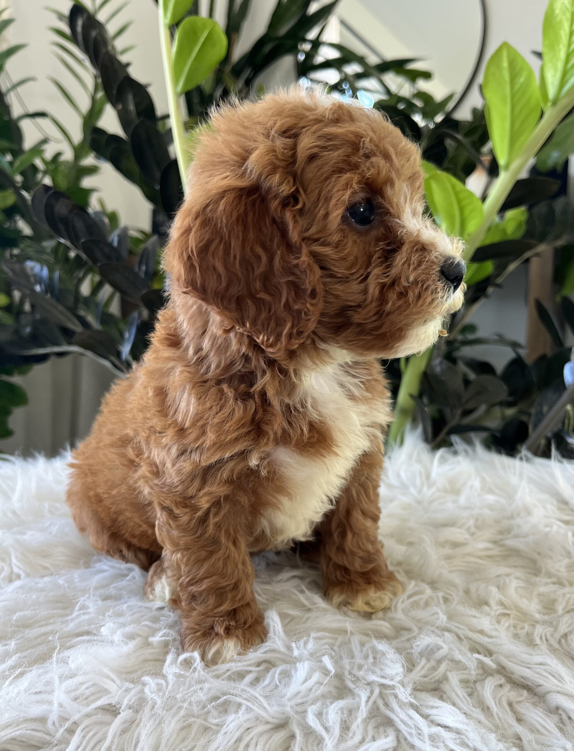 Teddy (f1b mini-goldendoodle) - Image 5