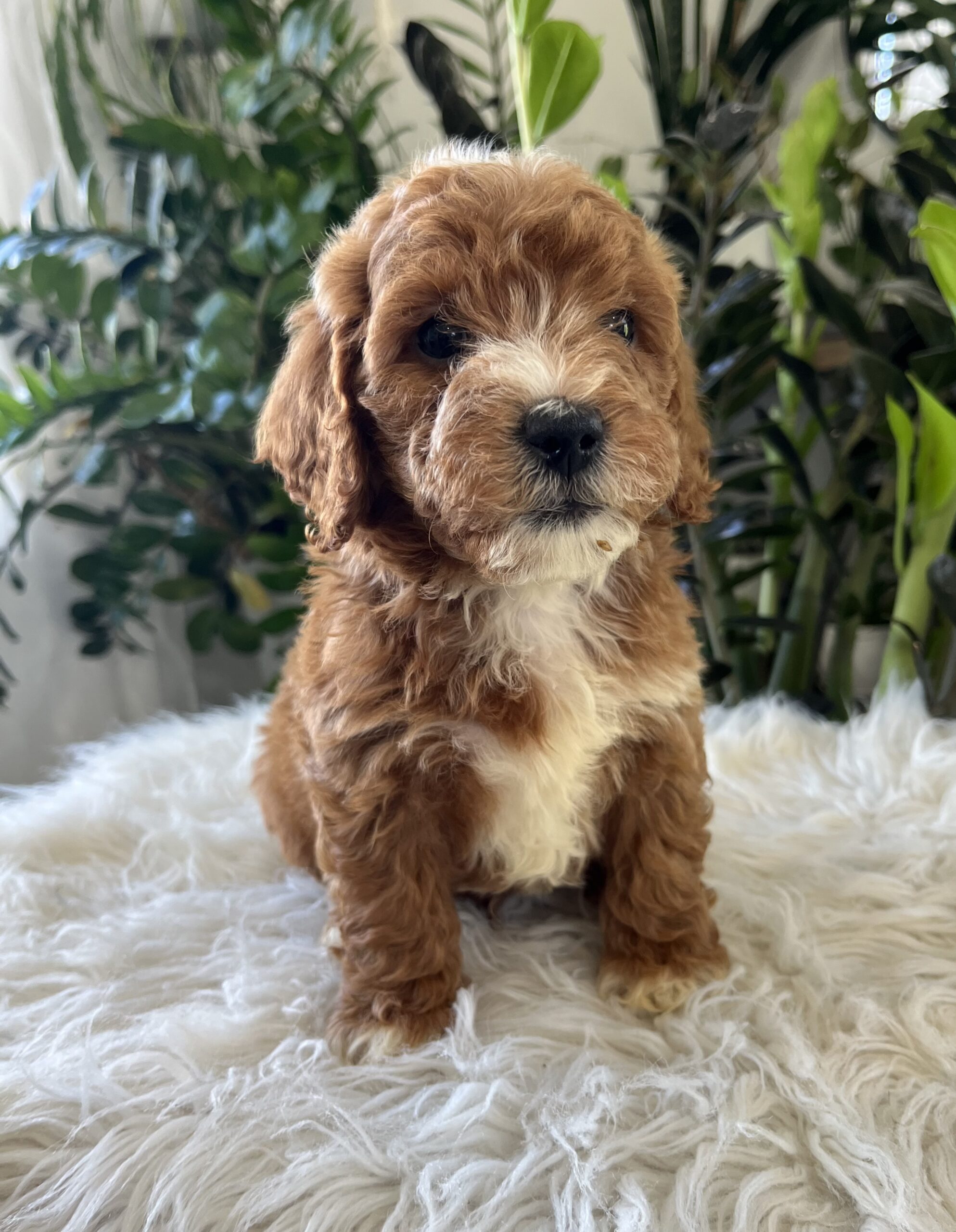 Teddy (f1b mini-goldendoodle) - Image 3