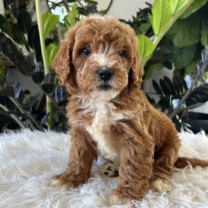 Teddy