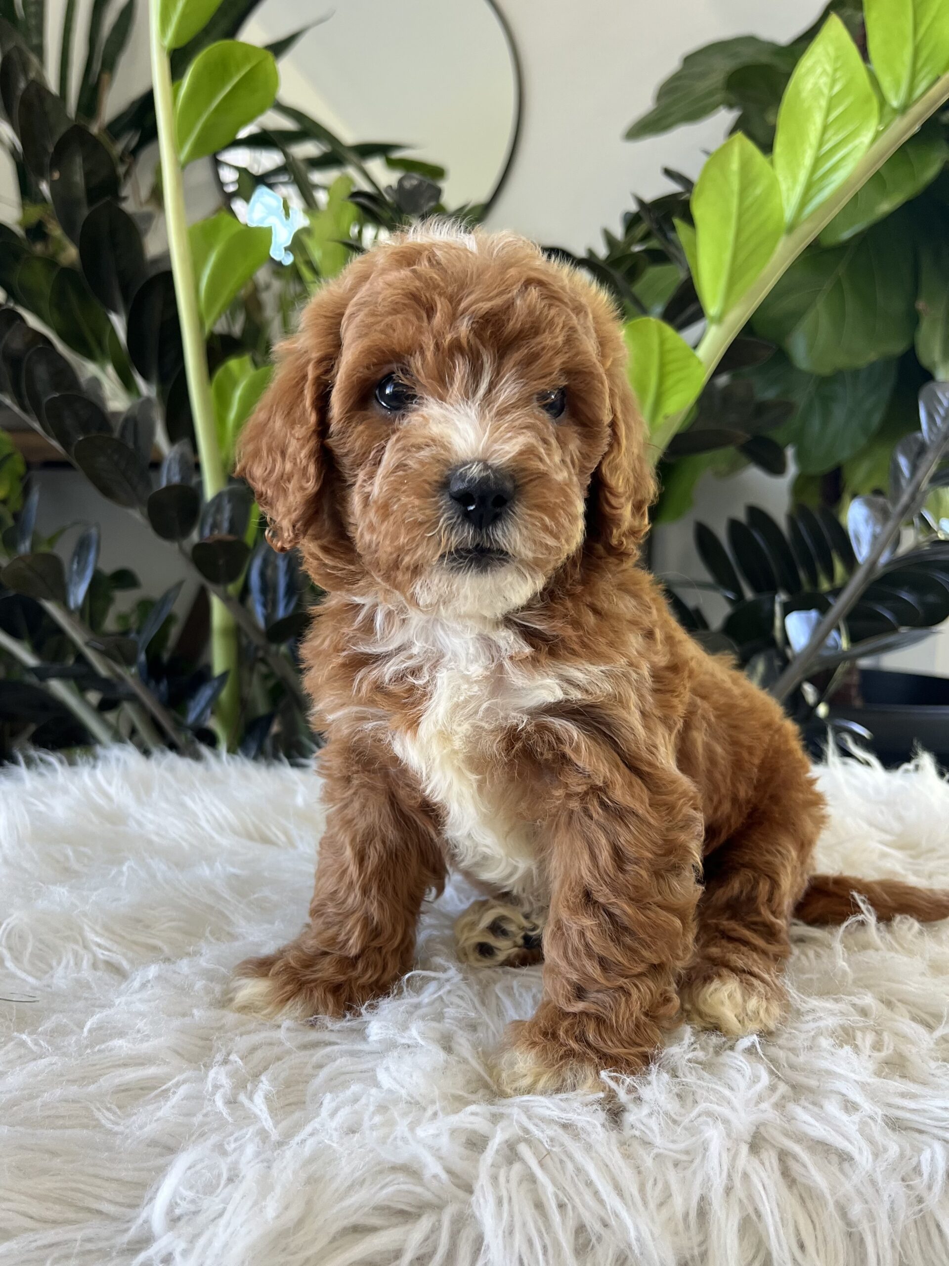 Teddy
