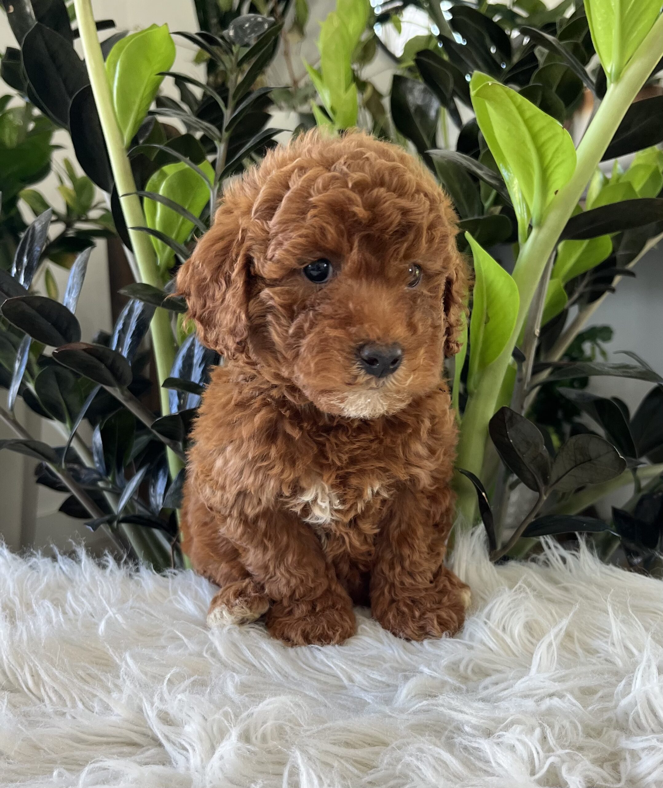 Tate (f1b-mini goldendoodle) - Image 2