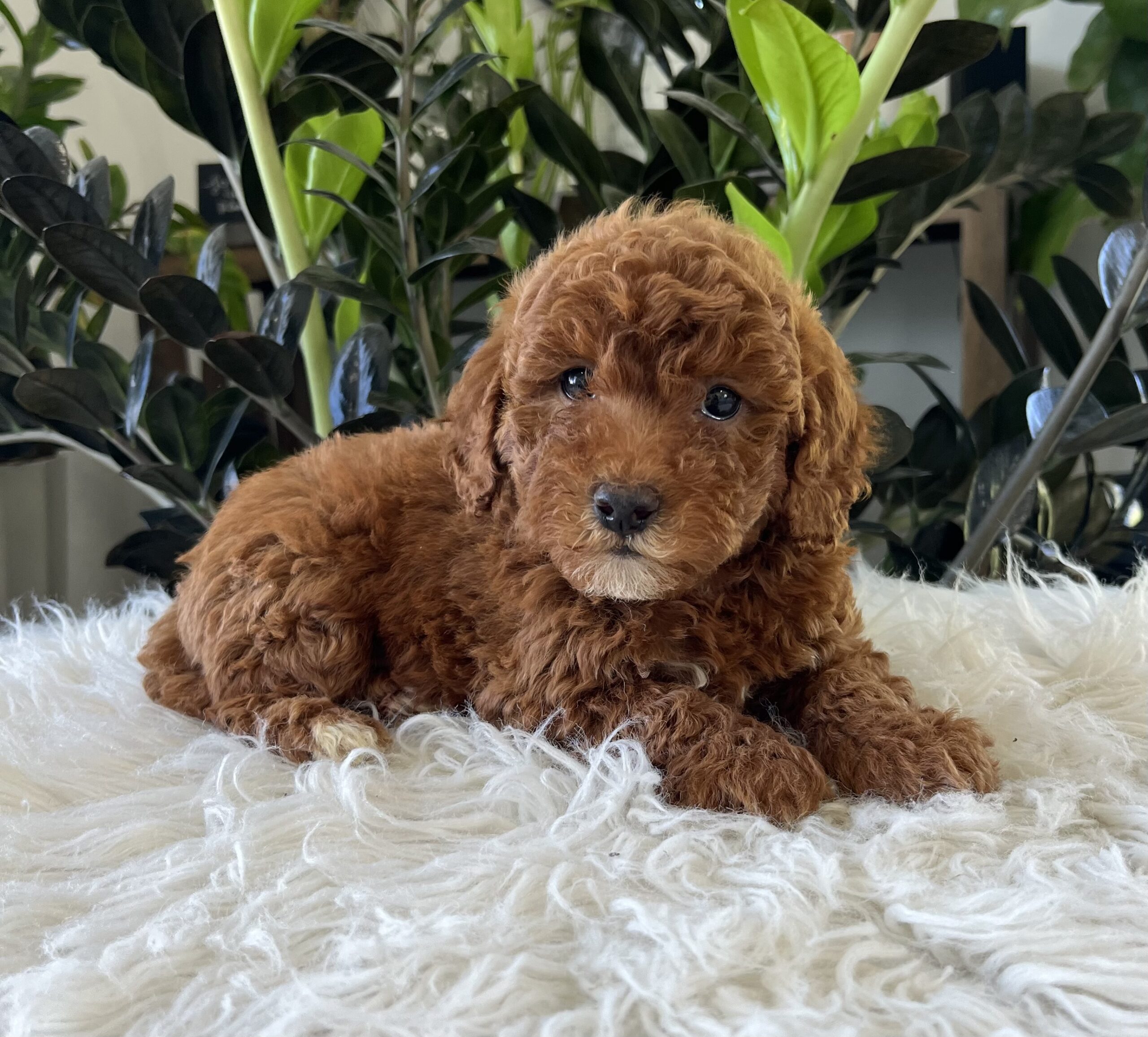 Tate (f1b-mini goldendoodle) - Image 5