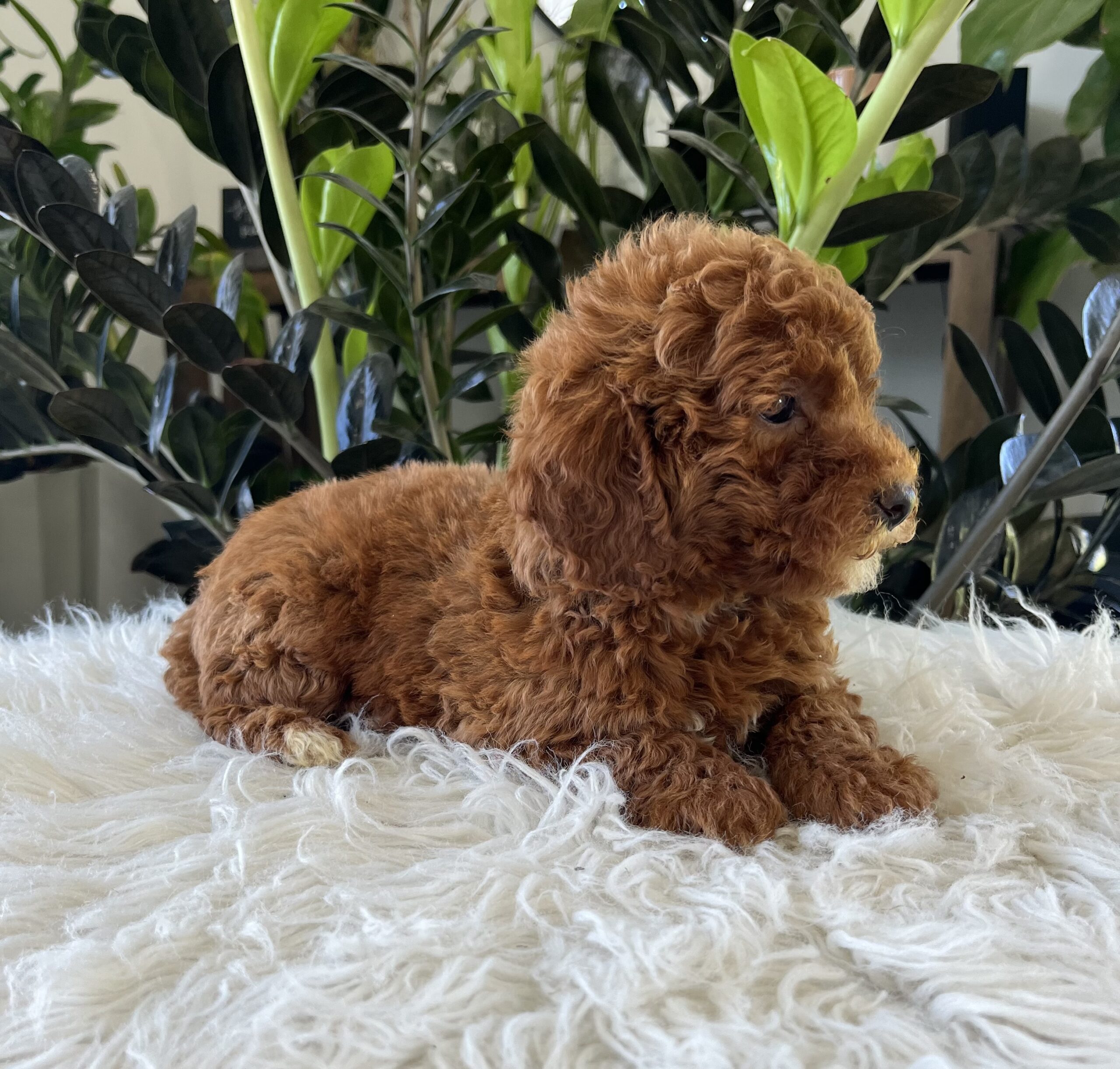 Tate (f1b-mini goldendoodle) - Image 4