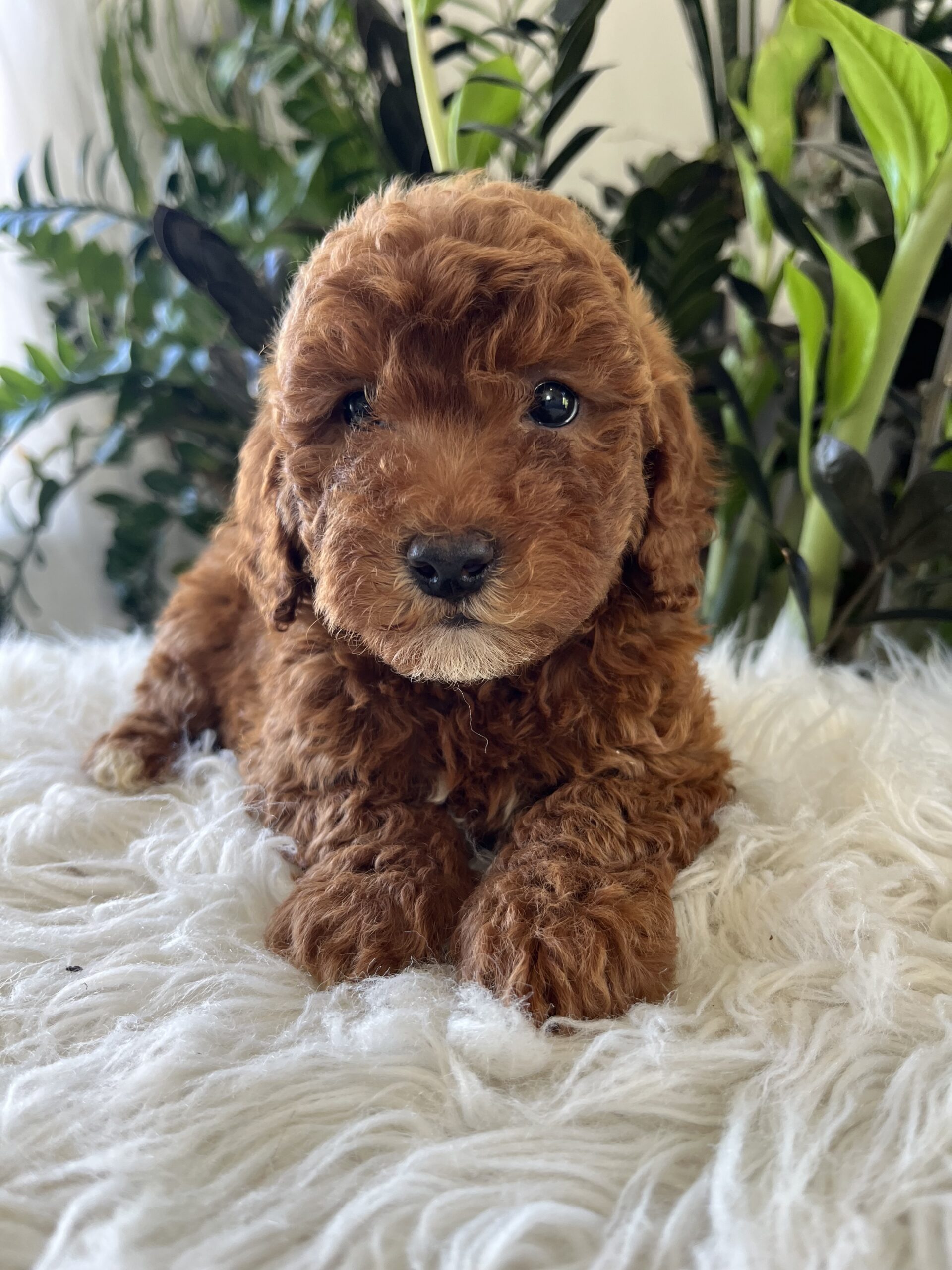 Tate (f1b-mini goldendoodle) - Image 3