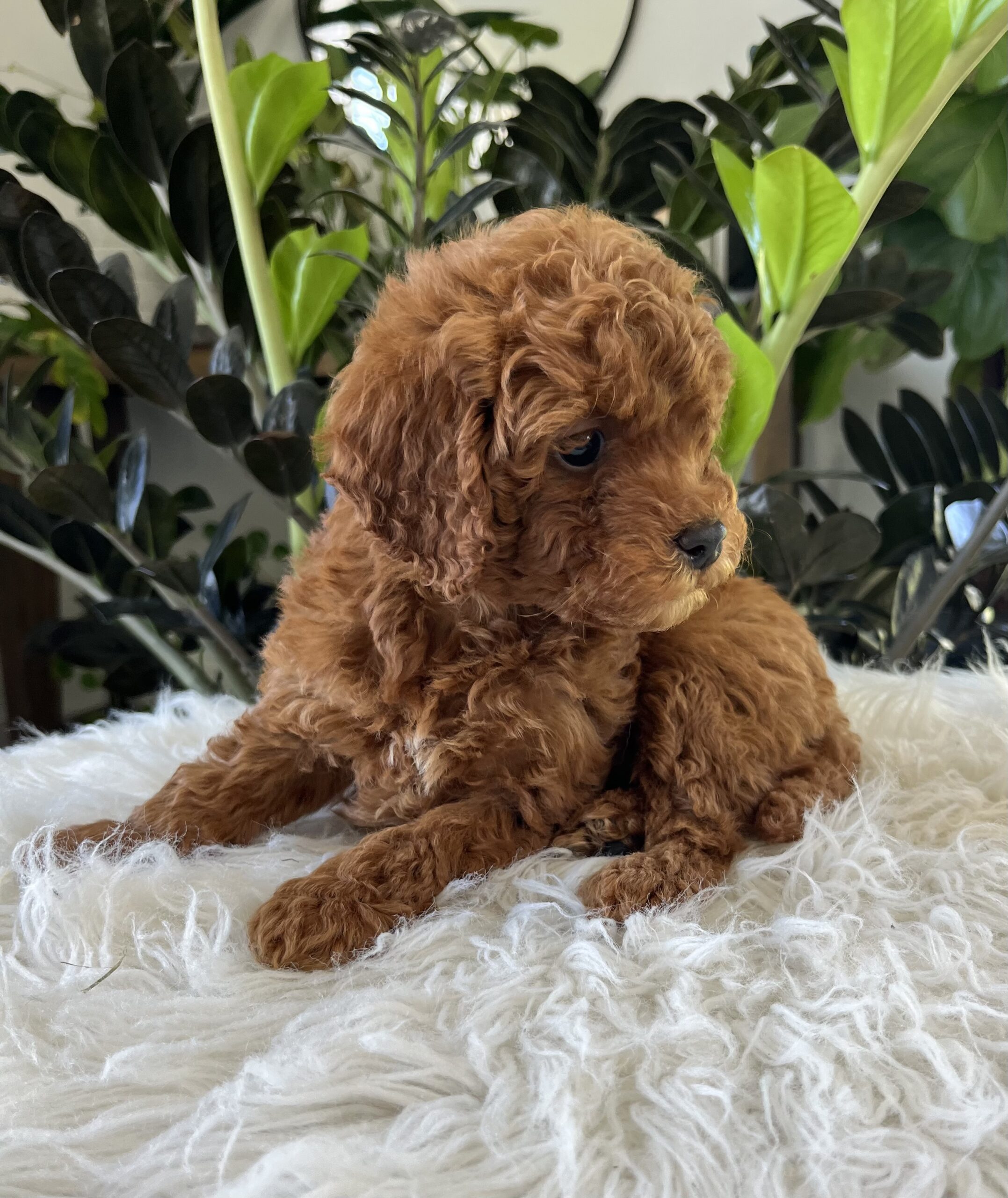 Gunner (f1b mini-goldendoodle) - Image 4