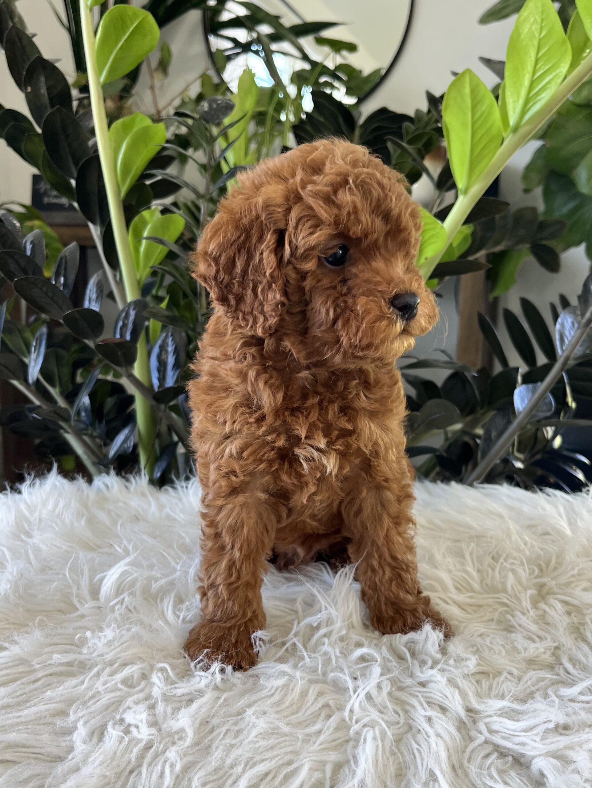 Gunner (f1b mini-goldendoodle) - Image 3