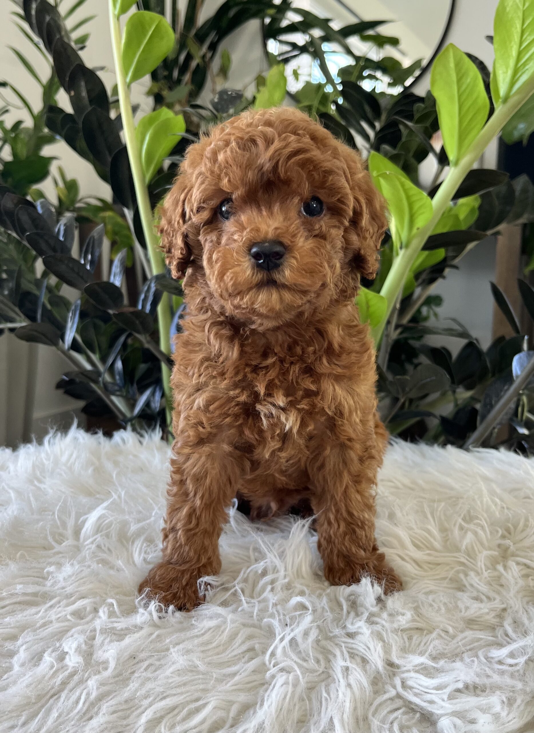 Gunner (f1b mini-goldendoodle) - Image 5