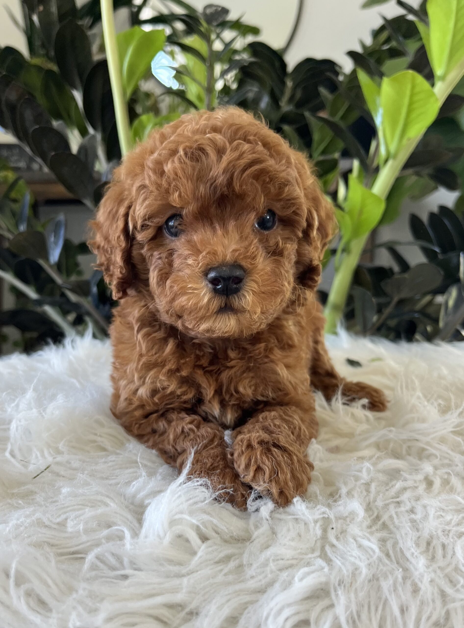 Gunner (f1b mini-goldendoodle) - Image 2