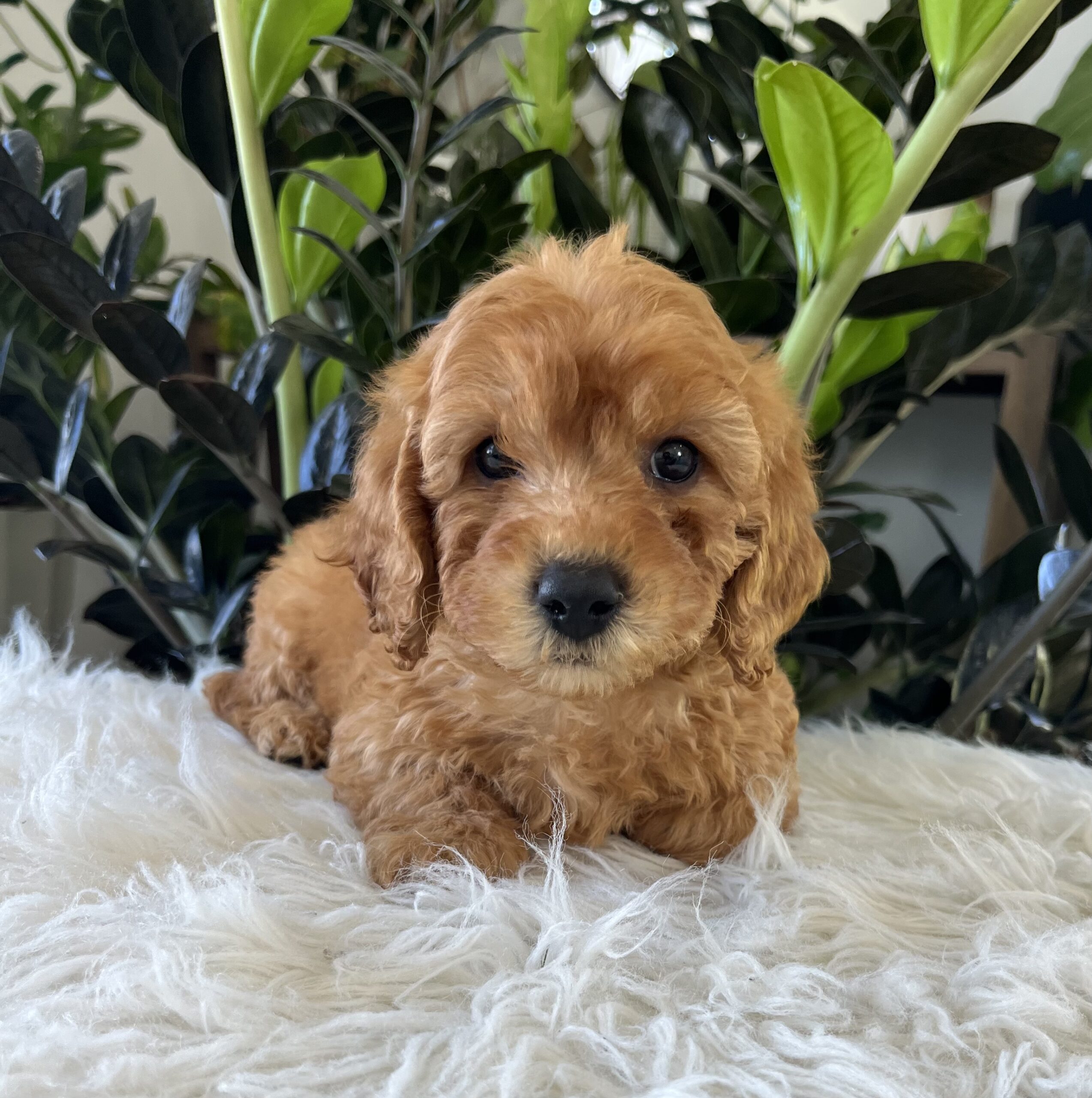 Diego (f1b mini-goldendoodle) - Image 4