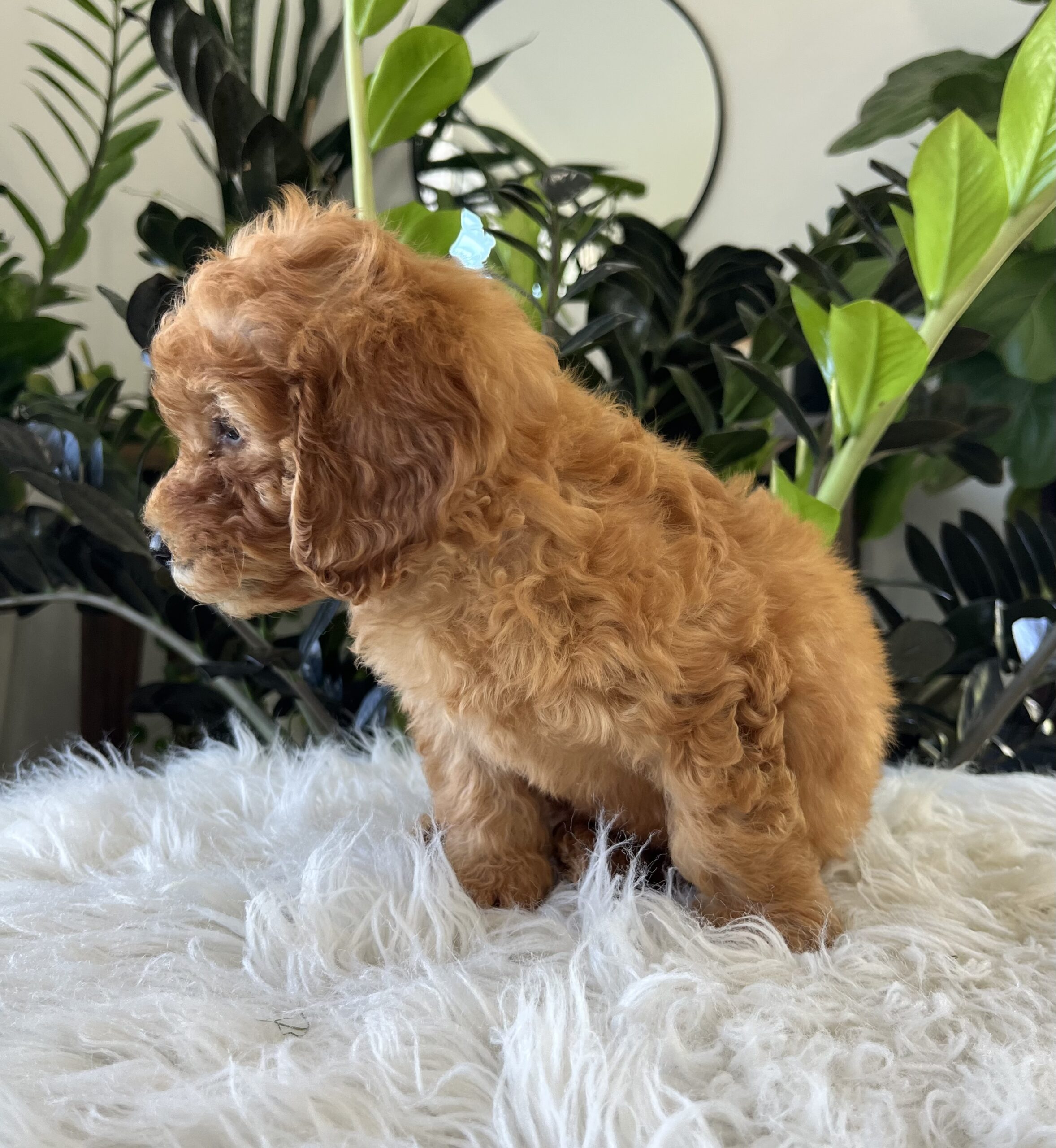 Diego (f1b mini-goldendoodle) - Image 5