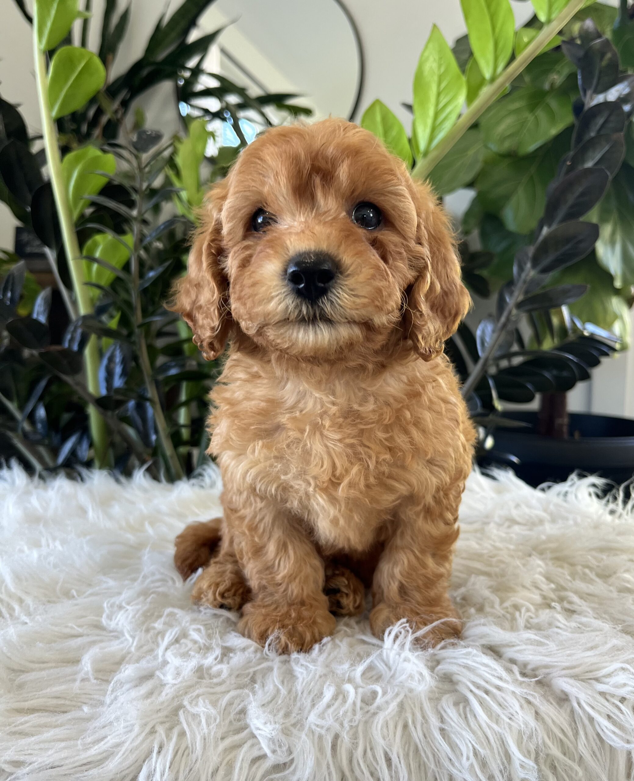 Diego (f1b mini-goldendoodle) - Image 2