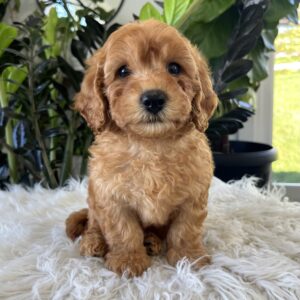 Diego