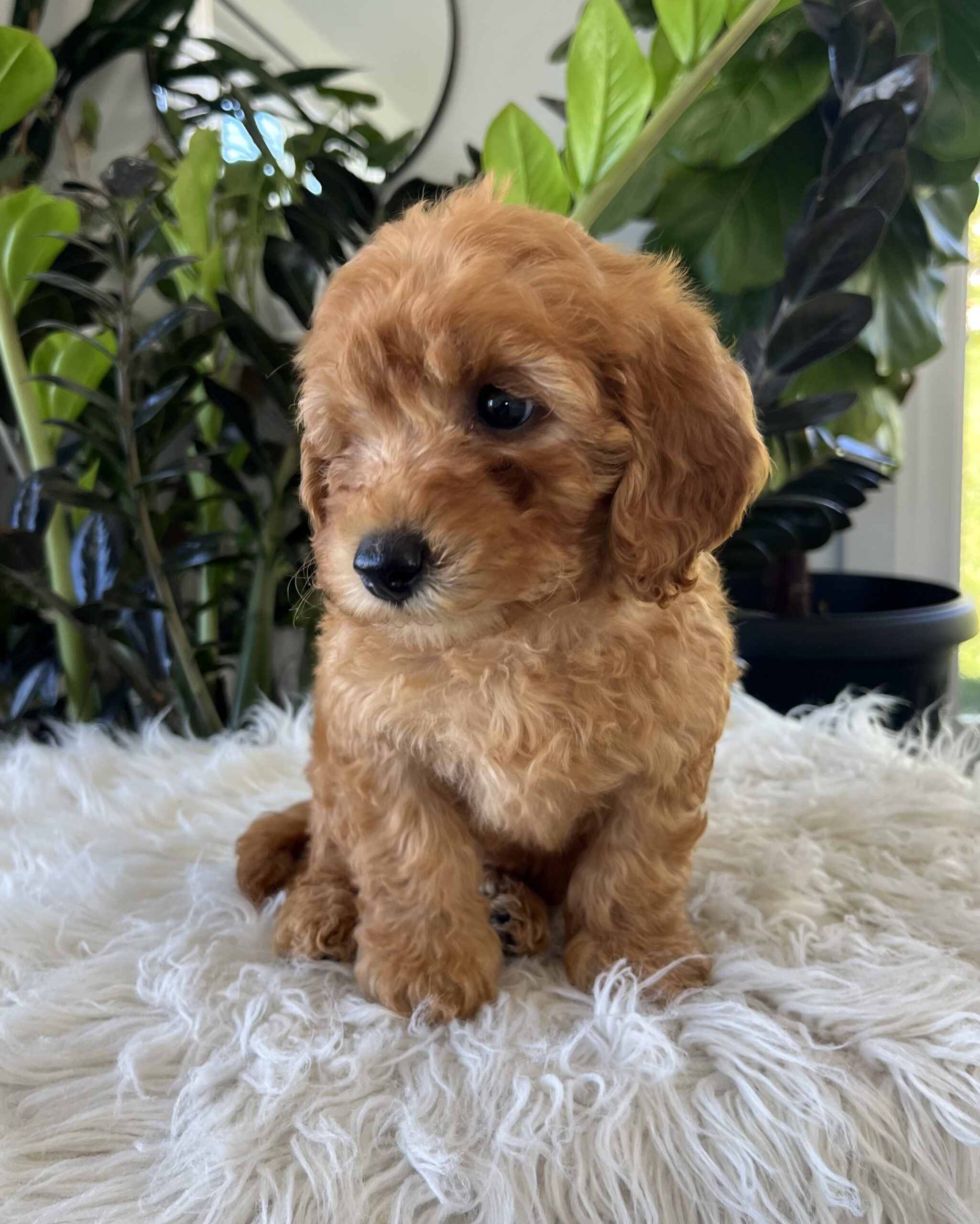 Diego (f1b mini-goldendoodle) - Image 3